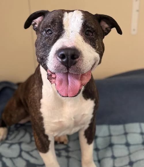 Roch Dit Newton, male senior American Staffordshire Terrier for adoption at APA63 Clermont-Ferrand, Clermont-Ferrand