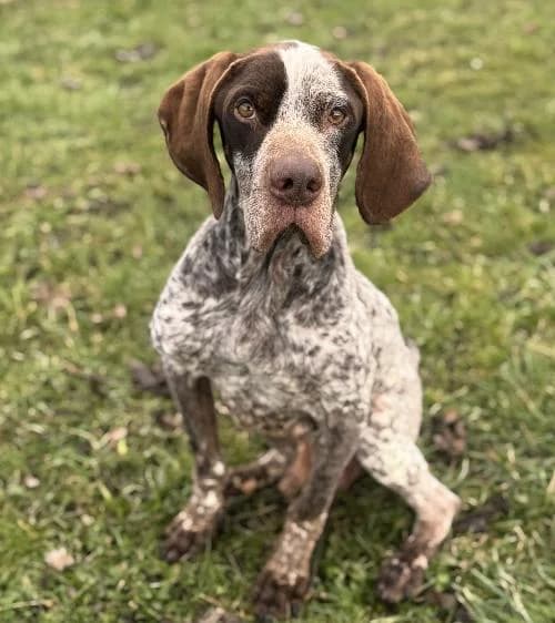 Alfonse, male 5yo German Shorthaired Pointer for adoption at APA63 Clermont-Ferrand, Clermont-Ferrand