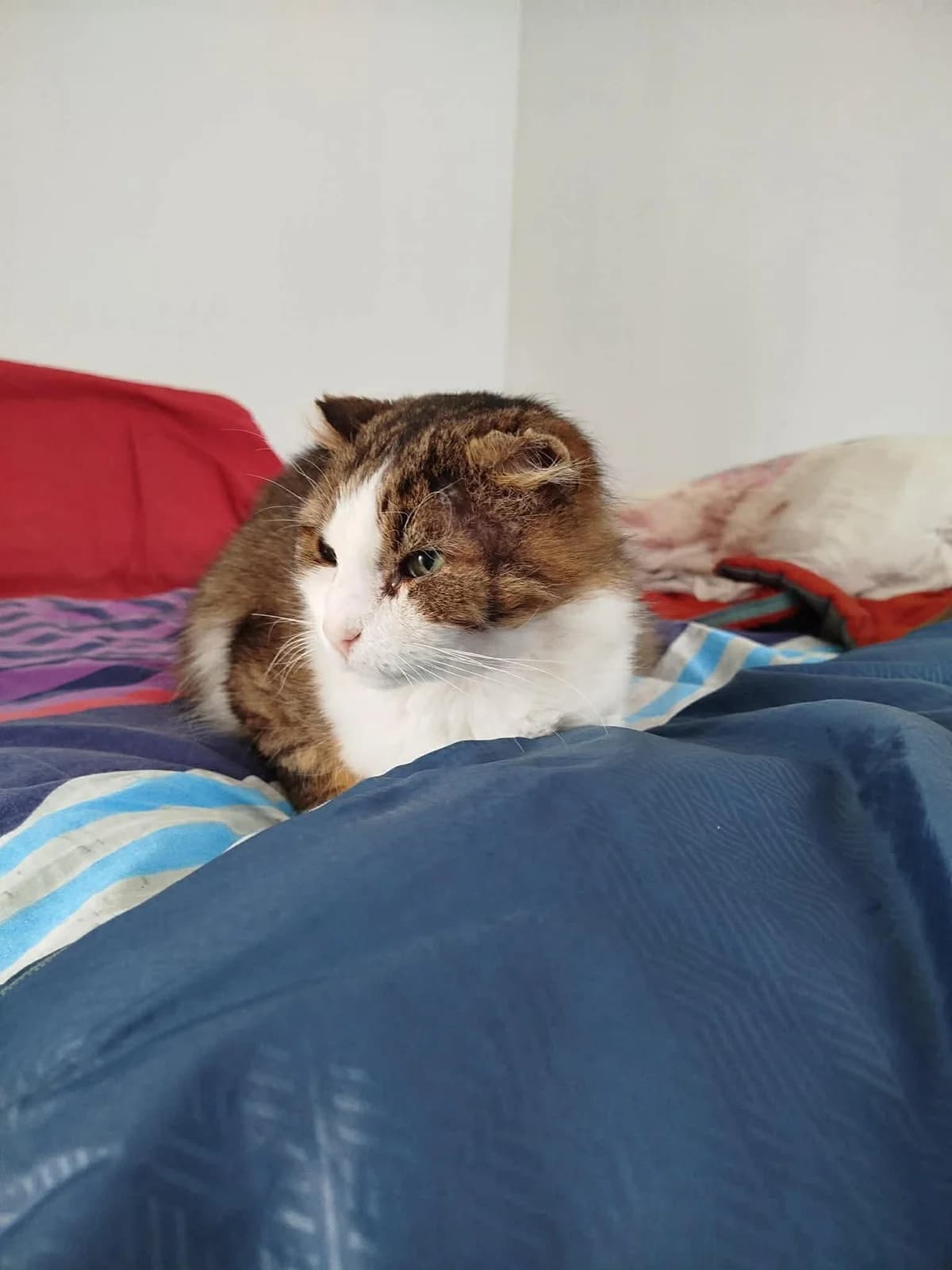 Alto, male 6yo European Shorthair for adoption at APAA Trégrom