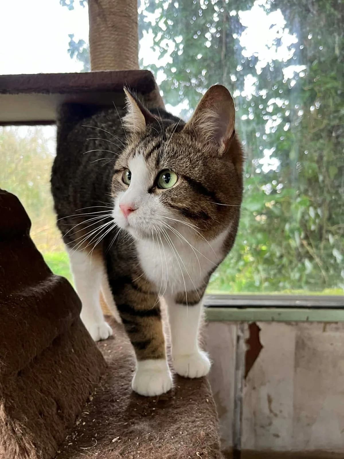 Ayo, male young European Shorthair for adoption at APAA Trégrom