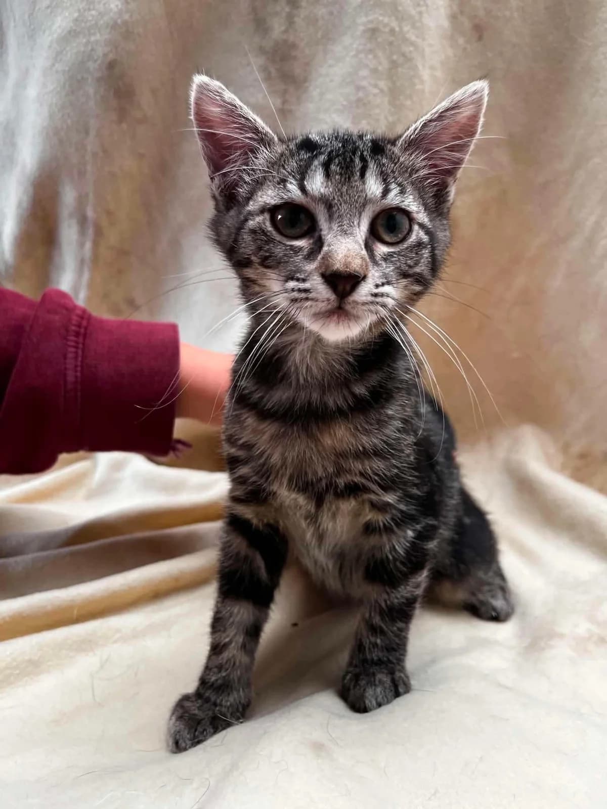 Bella, female puppy European Shorthair for adoption at APAA Trégrom