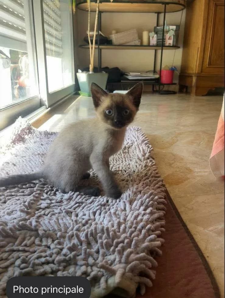 Bieber, male puppy European Shorthair for adoption at APAA Trégrom