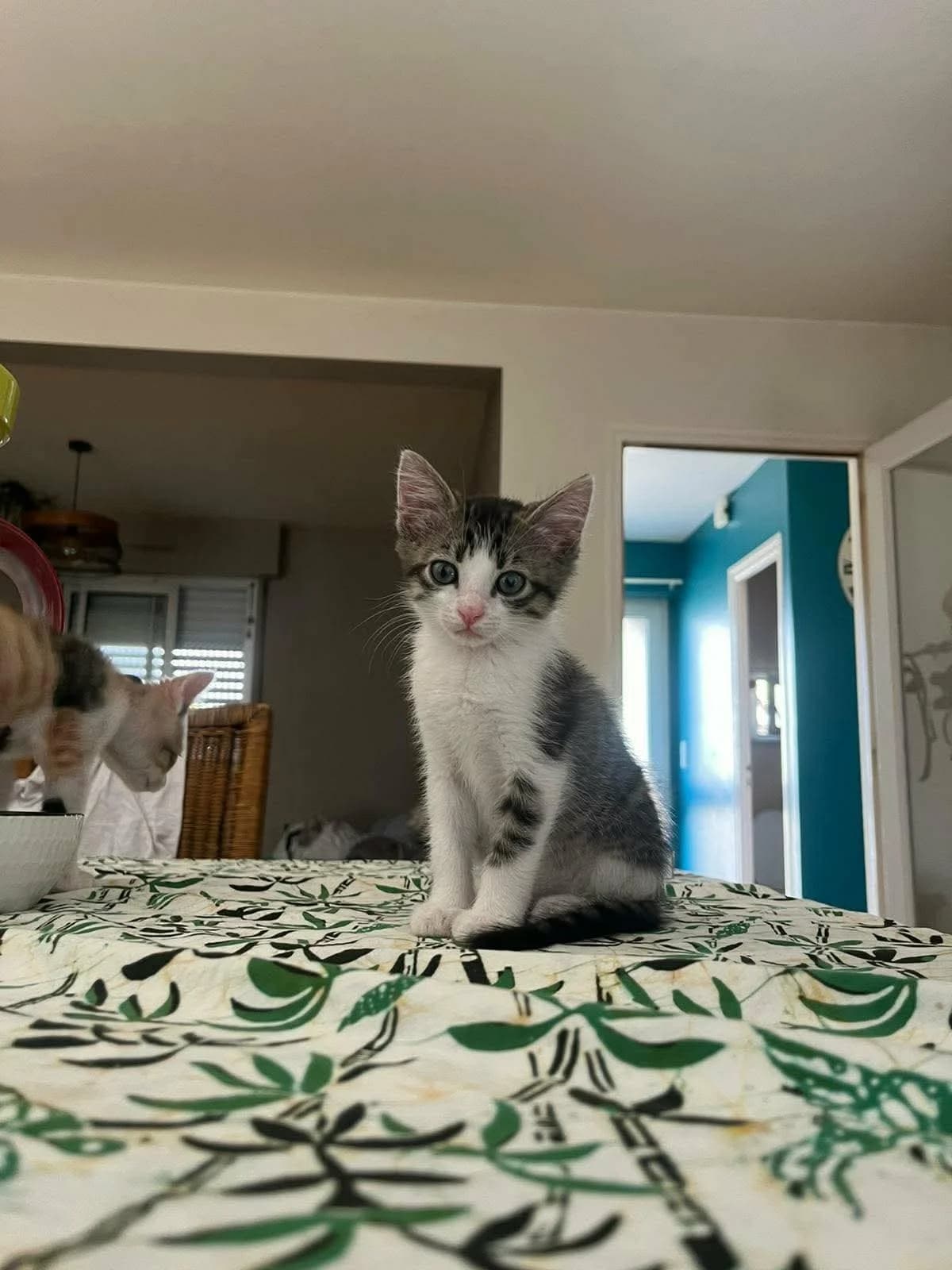 Billie, female puppy European Shorthair for adoption at APAA Trégrom
