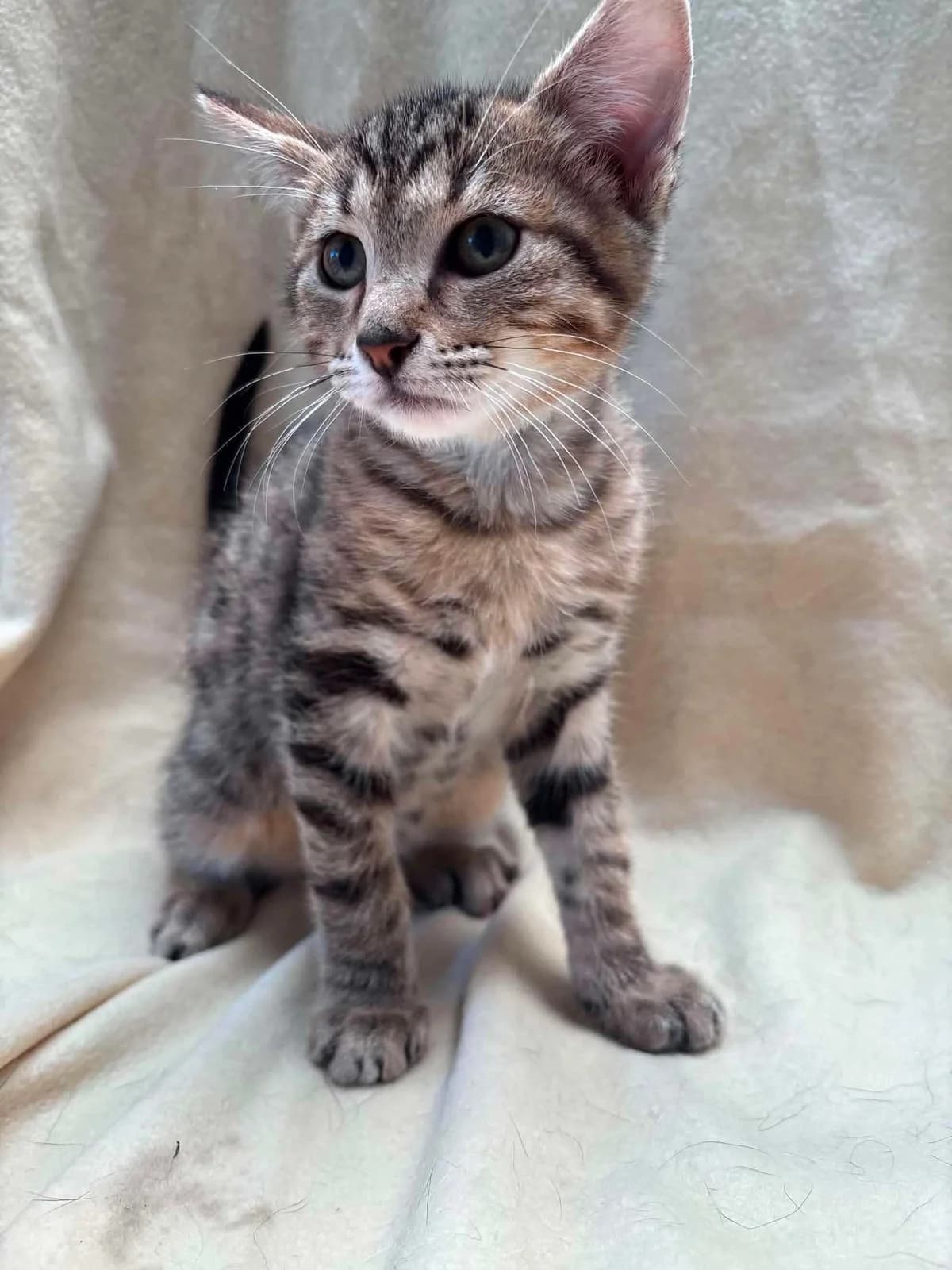 Biscotte, male puppy European Shorthair for adoption at APAA Trégrom