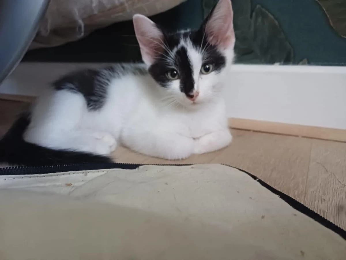 Bosch, male puppy European Shorthair for adoption at APAA Trégrom
