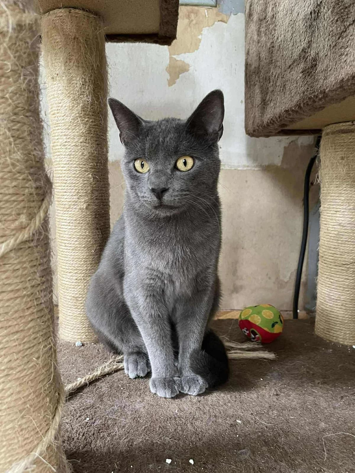 Bourdon, male young European Shorthair for adoption at APAA Trégrom