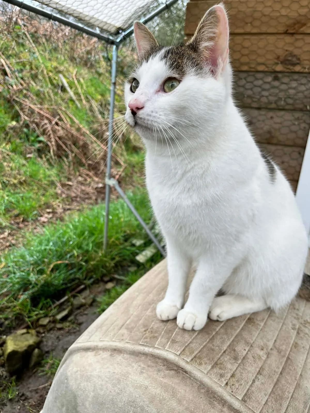 Bzzbzz, male 3yo European Shorthair for adoption at APAA Trégrom