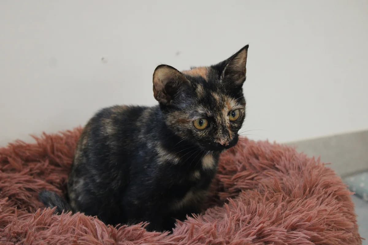 Calie, female puppy European Shorthair for adoption at APAA Trégrom
