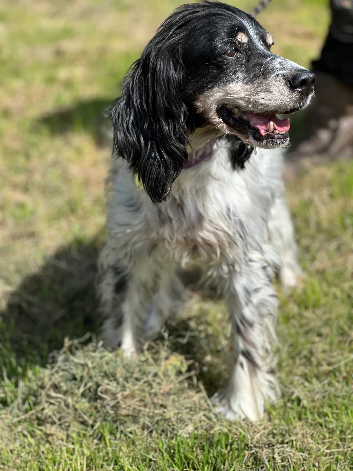Olga, female senior English Setter for adoption at APAA Trégrom