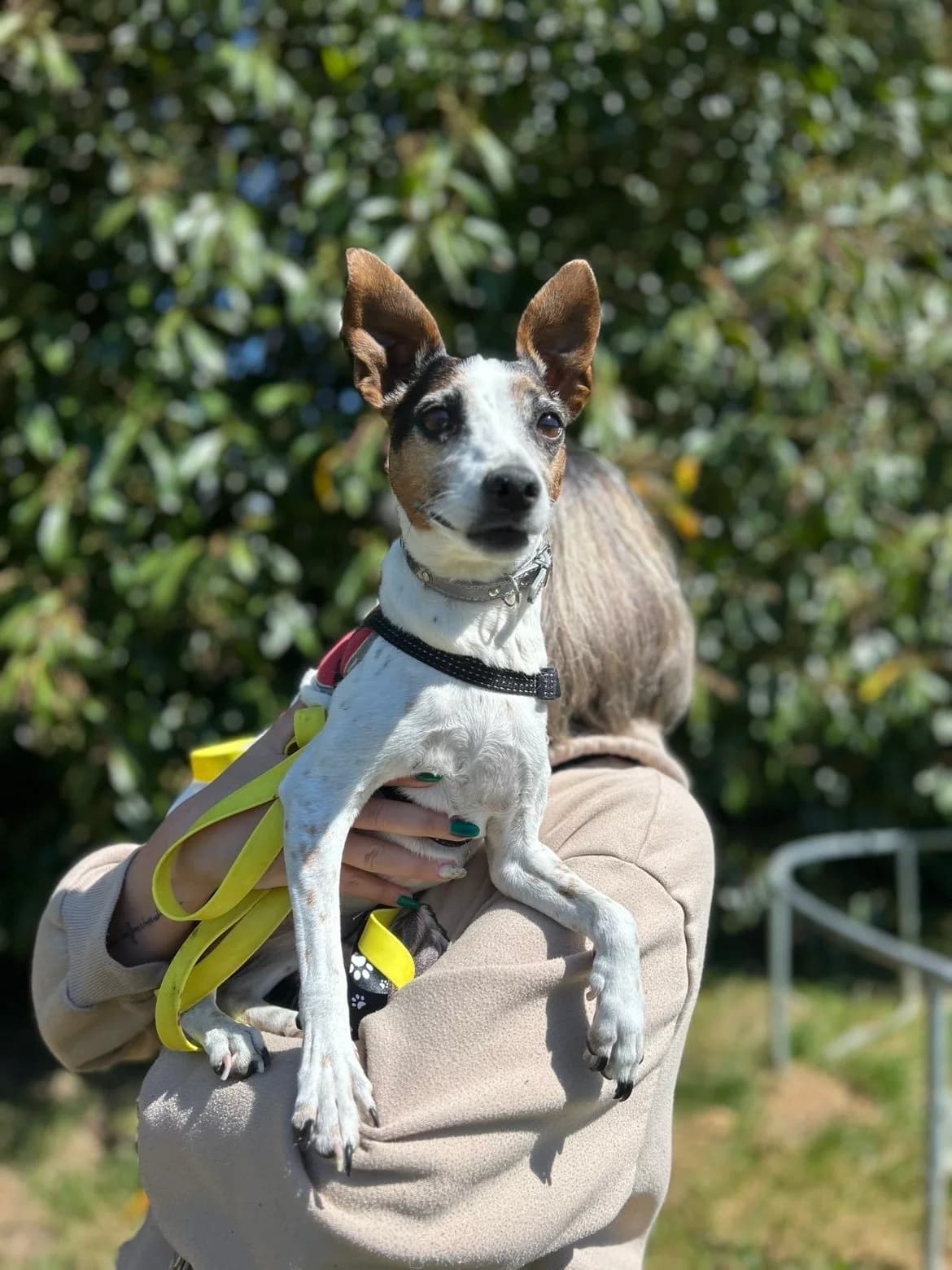 Maya, female senior Jack Russell Terrier for adoption at APAA Trégrom