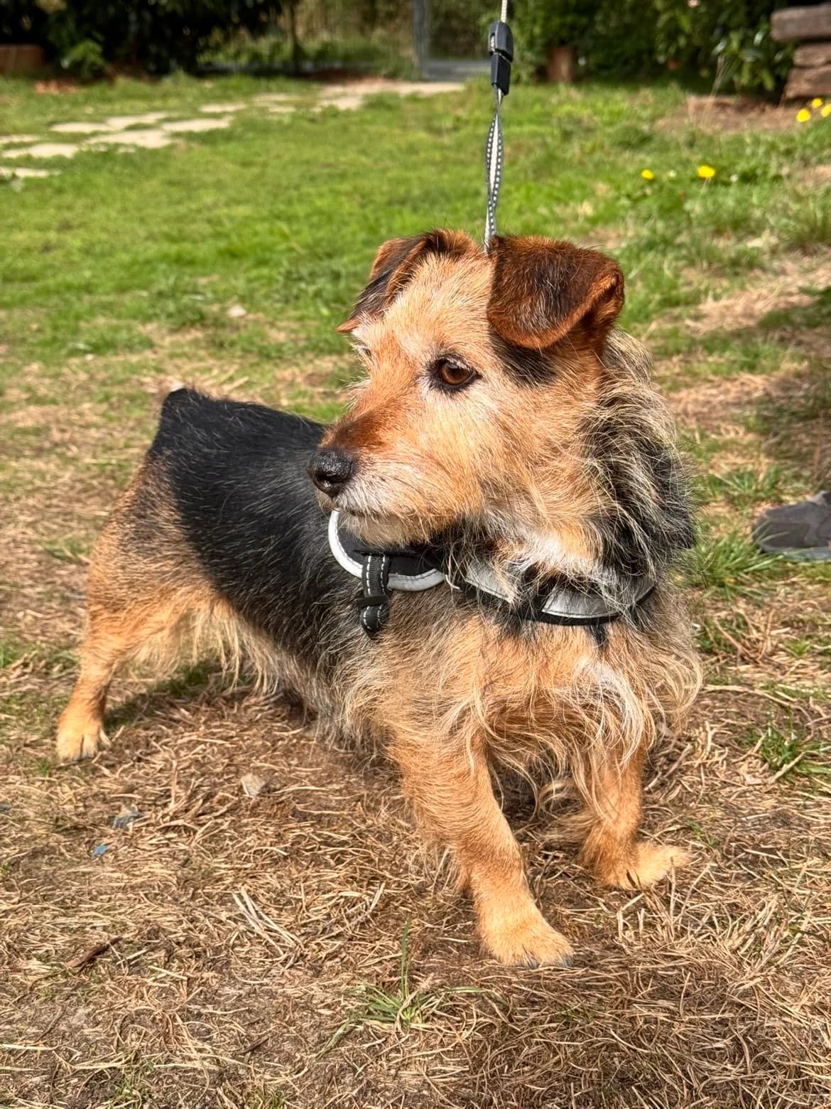 Rico, male senior Mixed Breed for adoption at APAA Trégrom