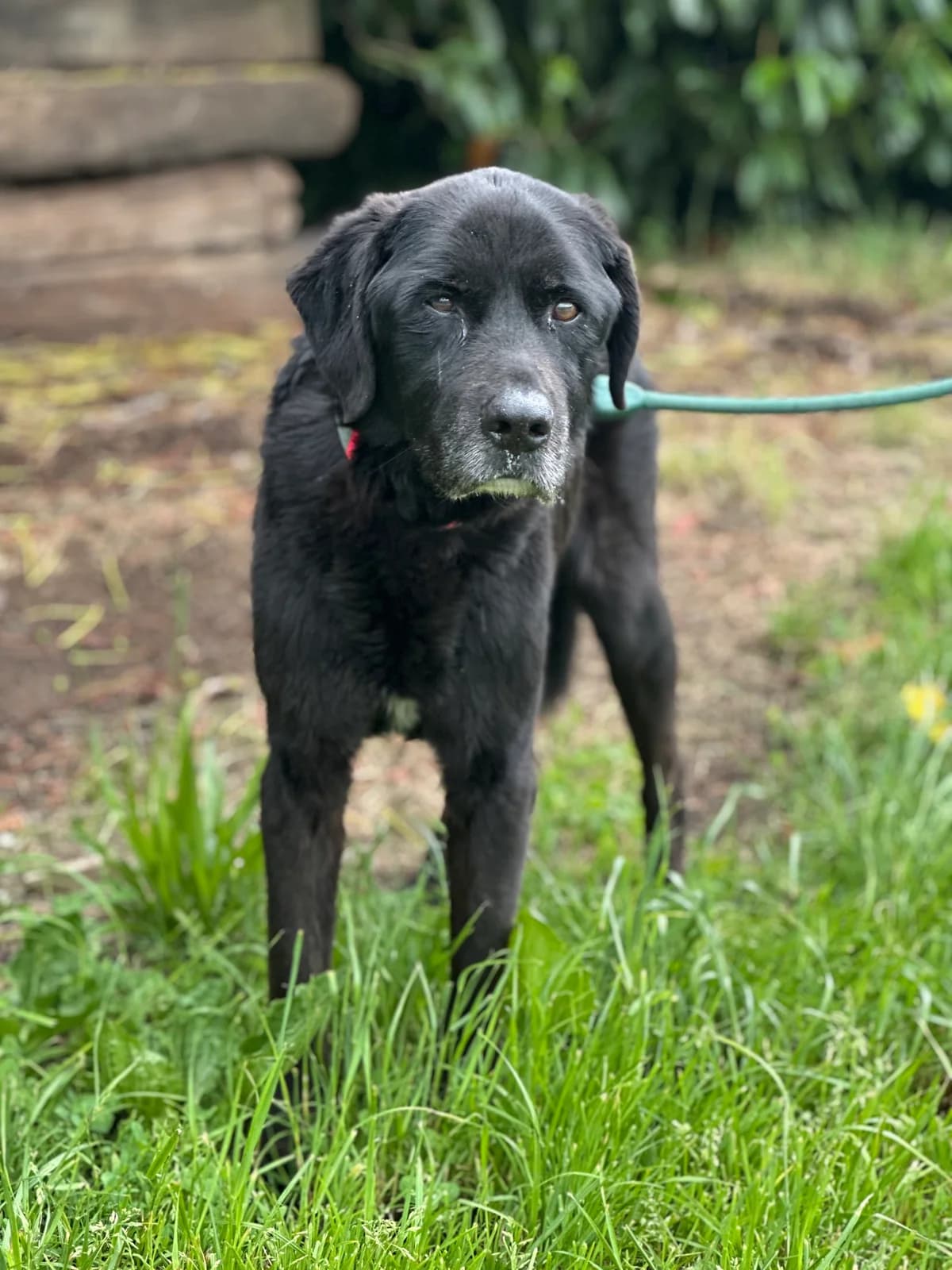Iris, female senior Labrador Retriever for adoption at APAA Trégrom