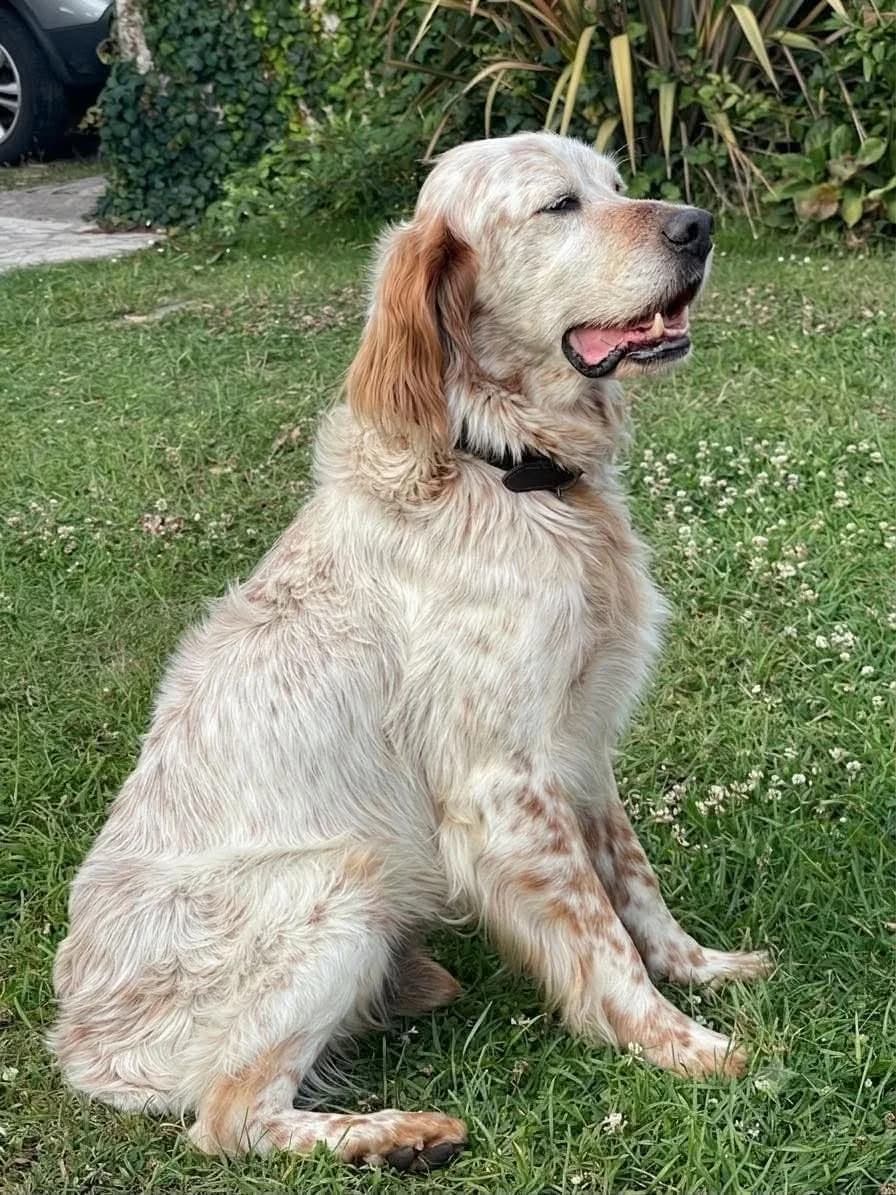 Max, male senior English Setter for adoption at APAA Trégrom