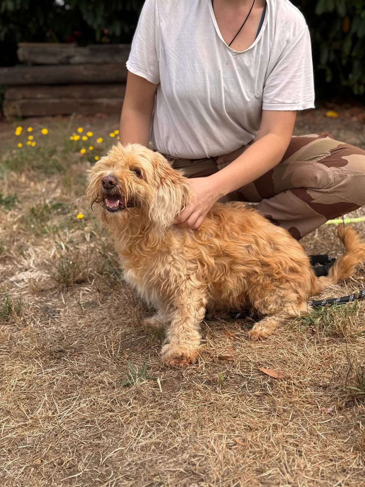Ricky, male senior Poodle for adoption at APAA Trégrom
