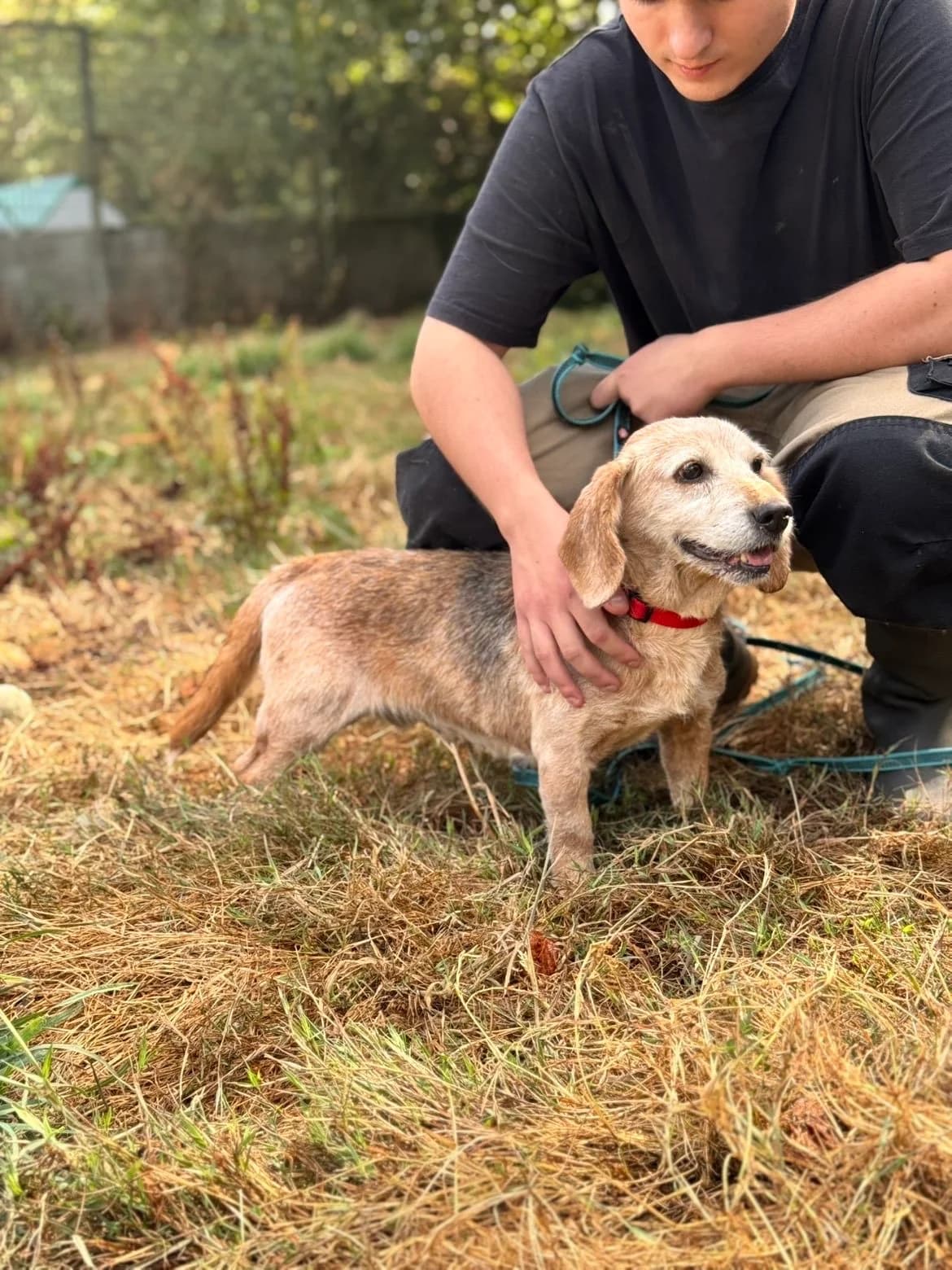 Rika, female senior Beagle for adoption at APAA Trégrom