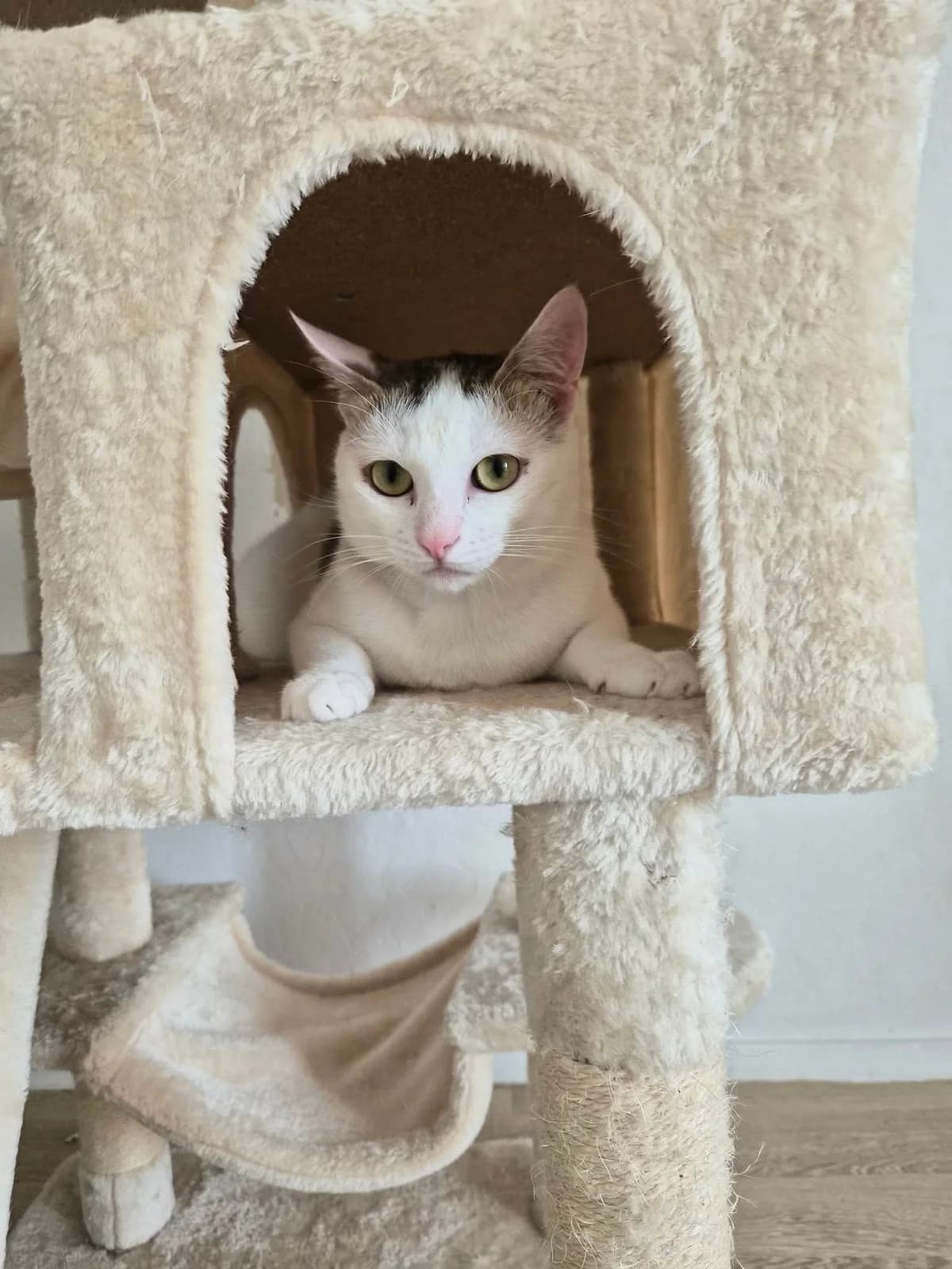 Carvi & Coriandre, male young European Shorthair for adoption at APAA Trégrom