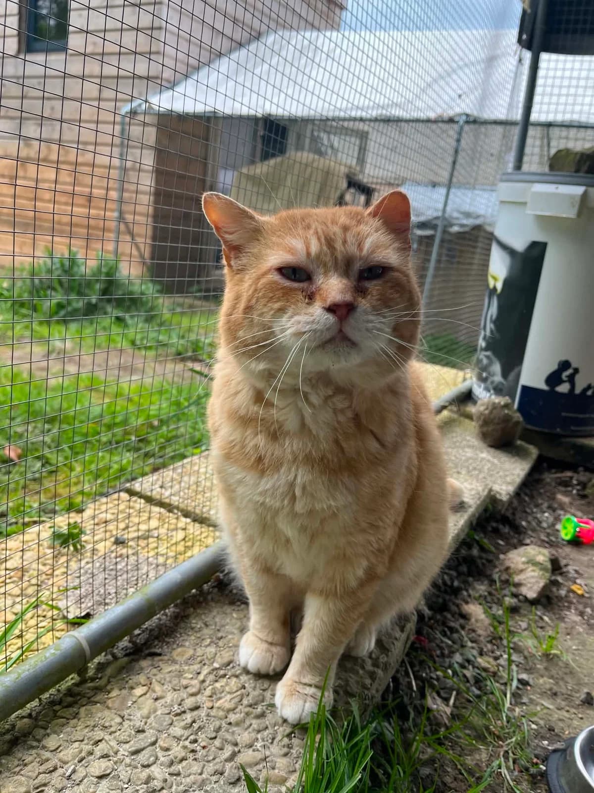 Casimir, male 4yo European Shorthair for adoption at APAA Trégrom