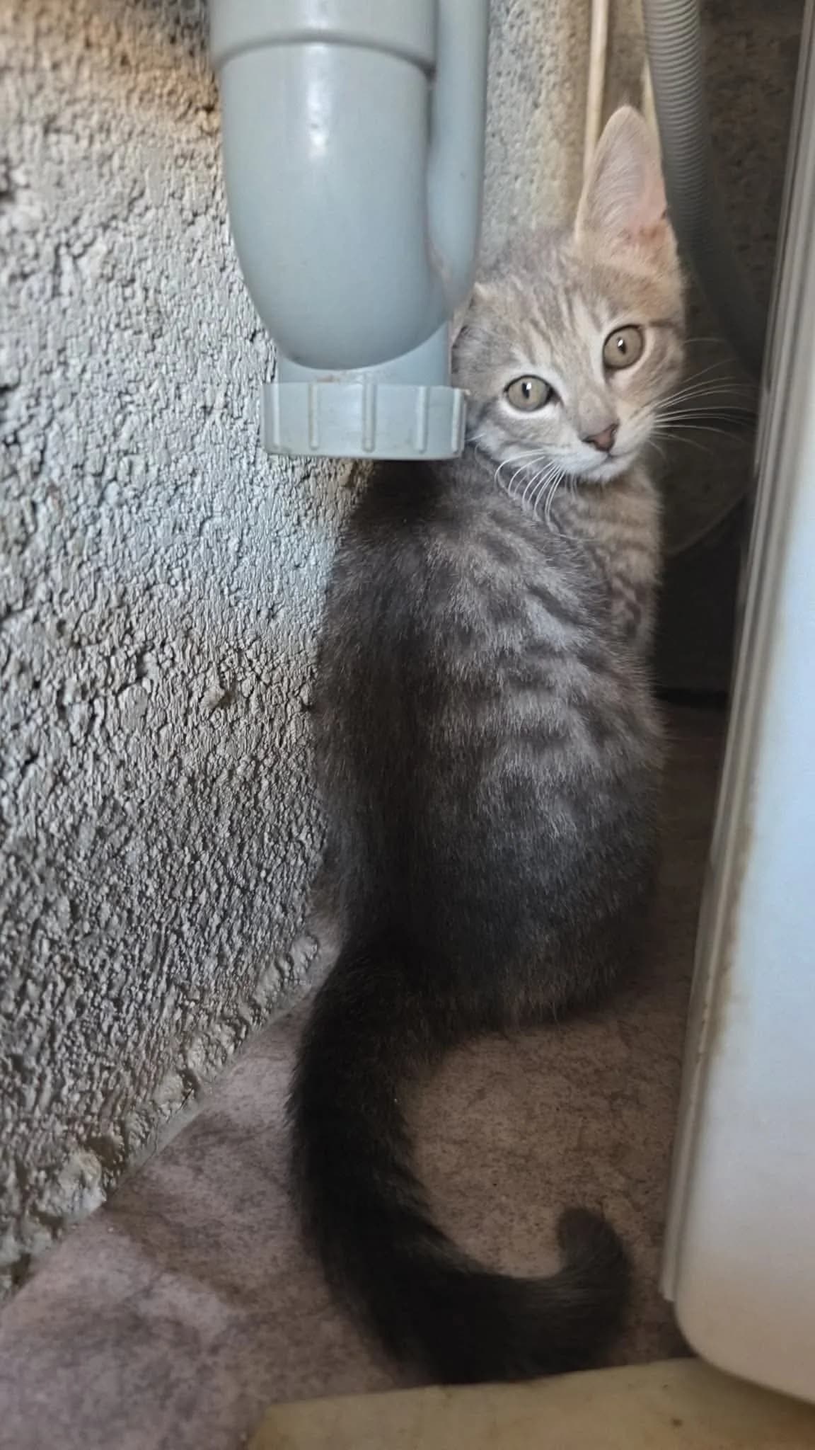 Cerfeuil, male puppy European Shorthair for adoption at APAA Trégrom