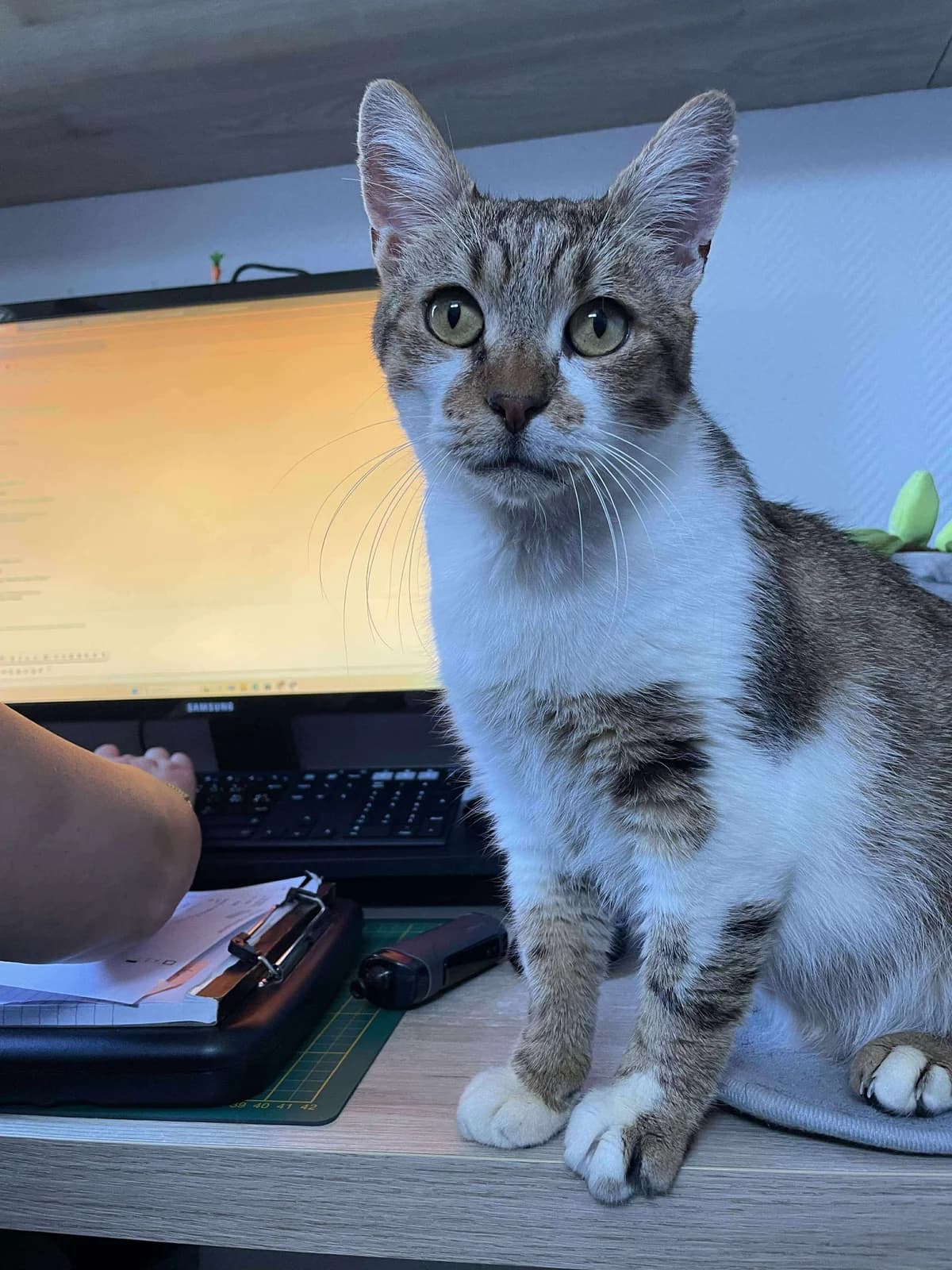 Coureur, male 7yo European Shorthair for adoption at APAA Trégrom