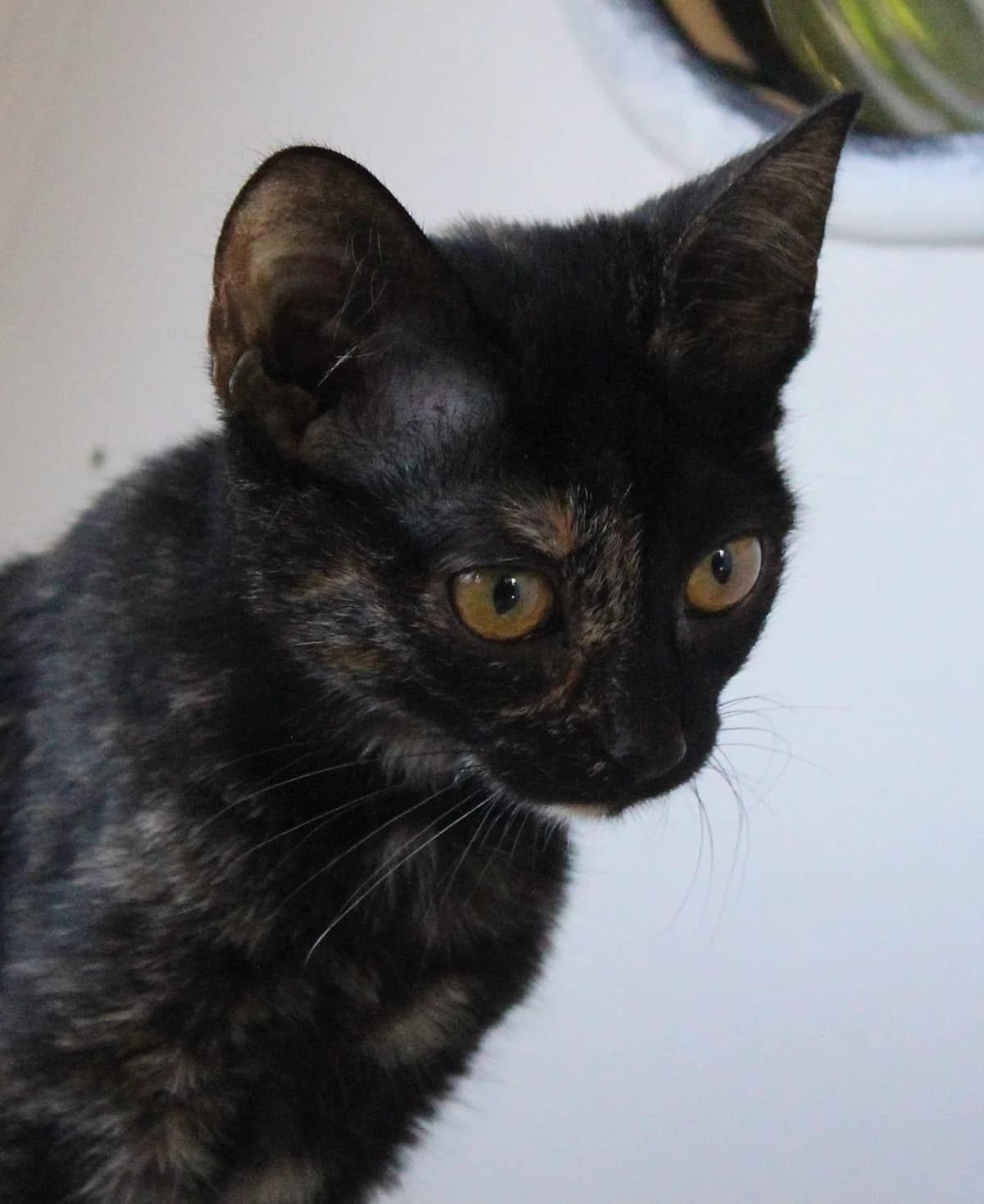 Daisy, female puppy European Shorthair for adoption at APAA Trégrom