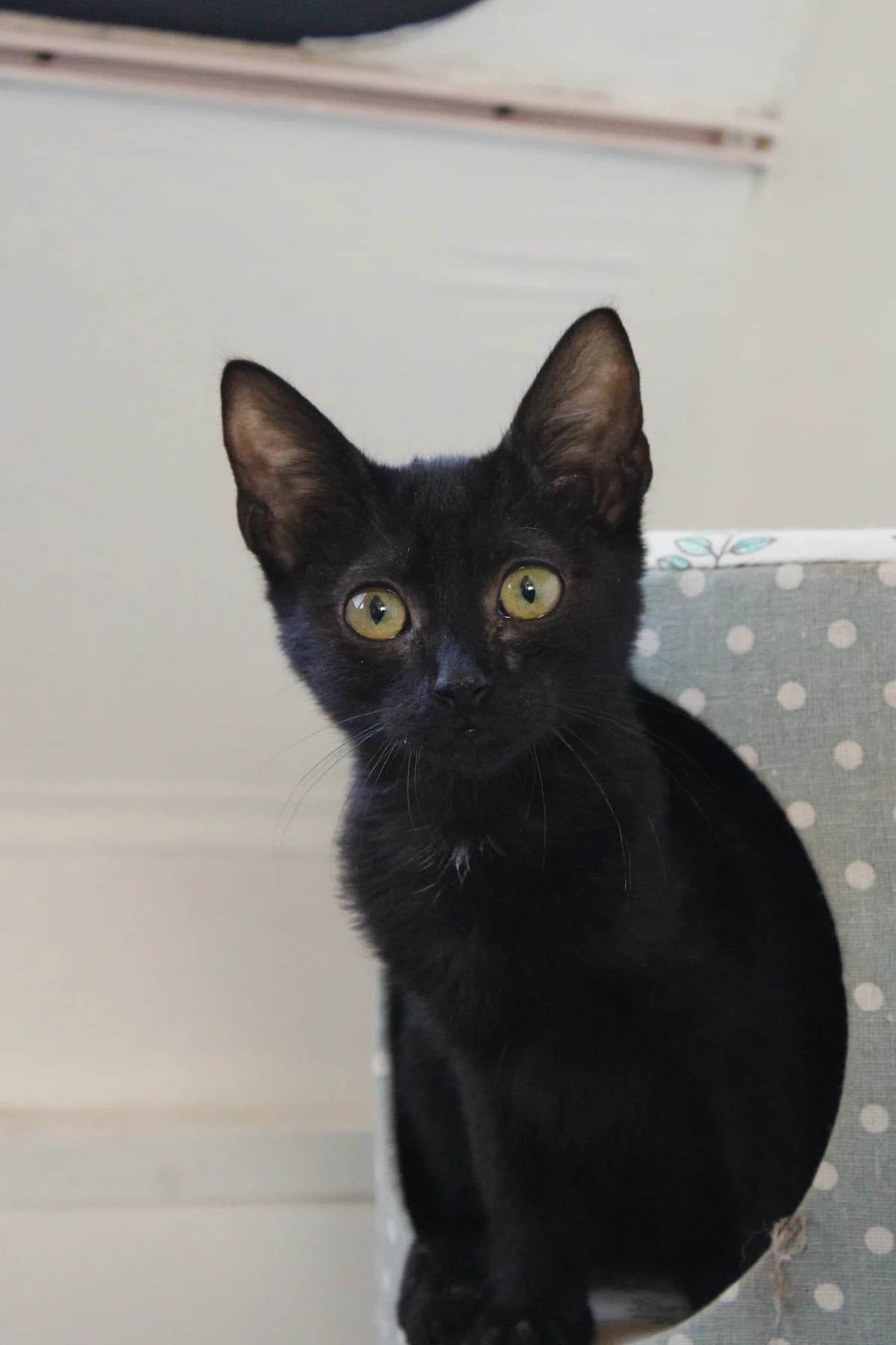 Duke, male puppy European Shorthair for adoption at APAA Trégrom