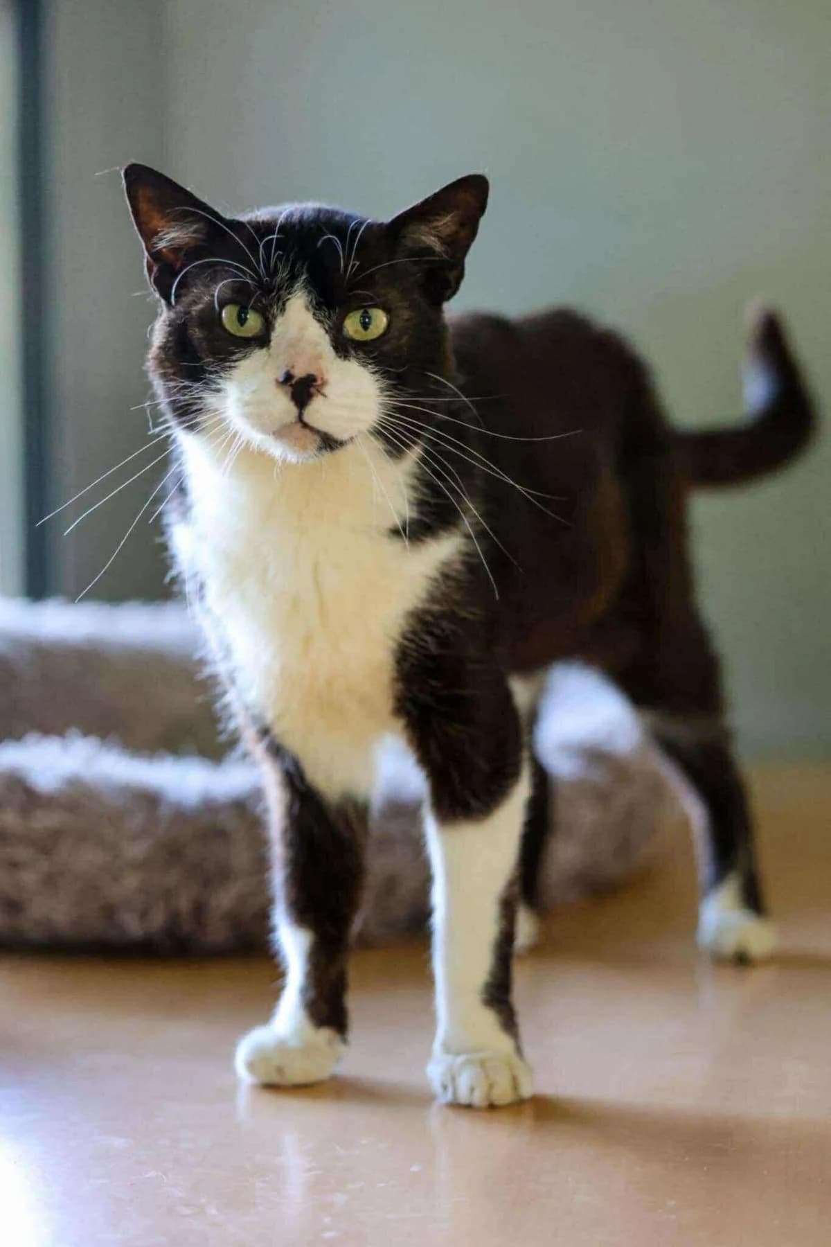 Ferdinand, male 4yo European Shorthair for adoption at APAA Trégrom