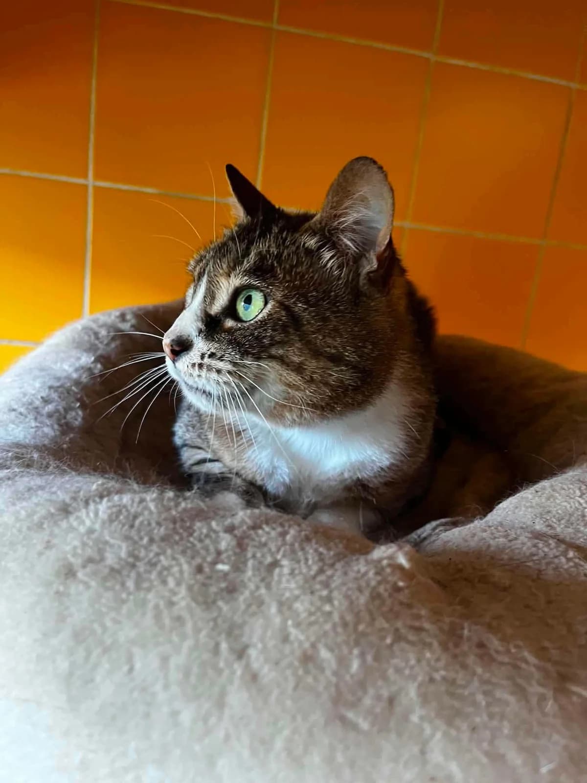 Forest, male 7yo European Shorthair for adoption at APAA Trégrom