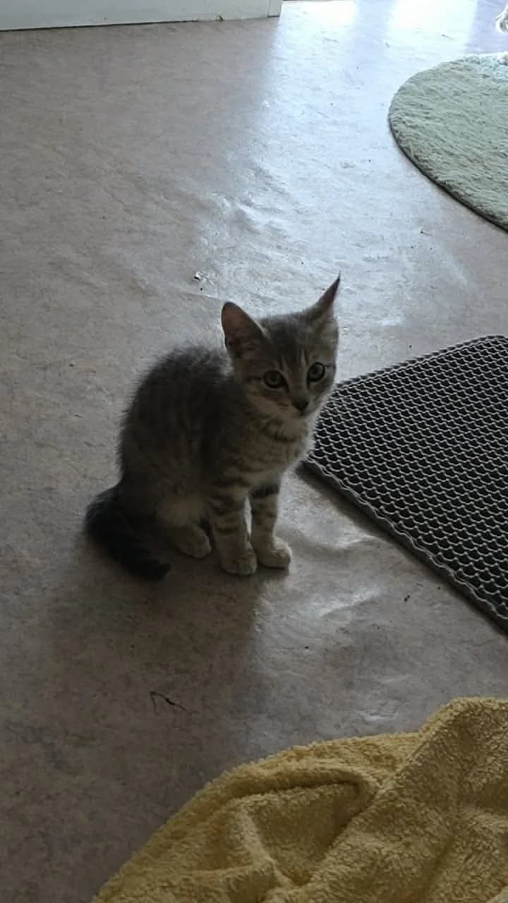 Gingembre, male puppy European Shorthair for adoption at APAA Trégrom