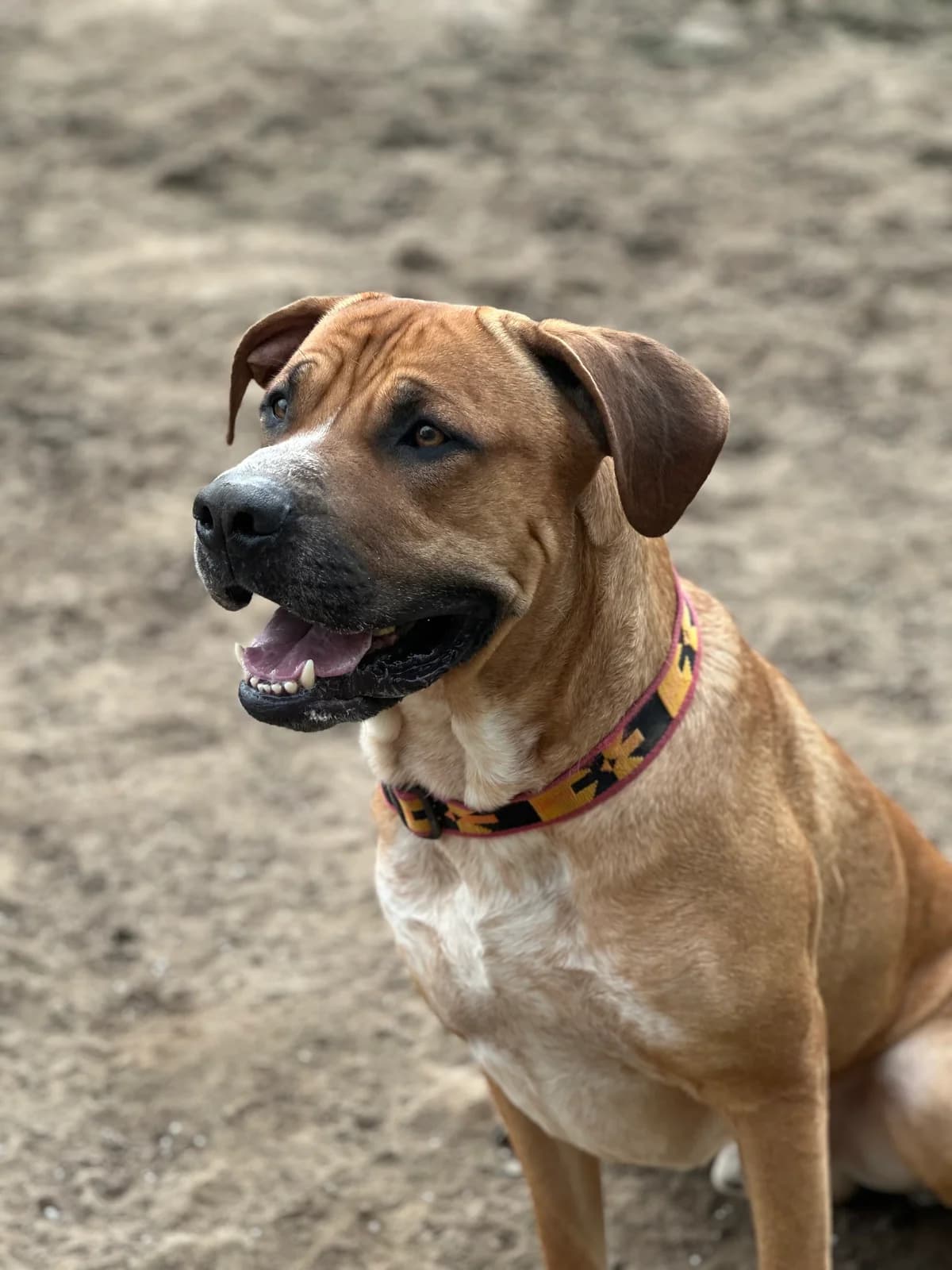 Pop caan, male young Mixed Breed for adoption at APAA Trégrom