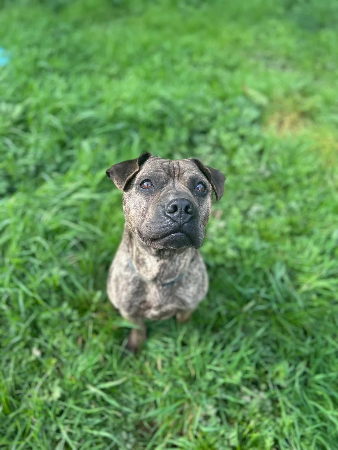 Kaizer, male 6yo Mixed Breed for adoption at APAA Trégrom