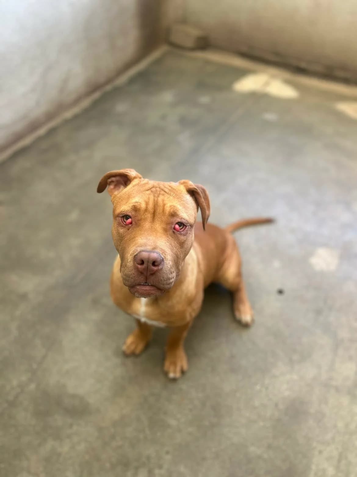 Thor, male puppy American Bully for adoption at APAA Trégrom
