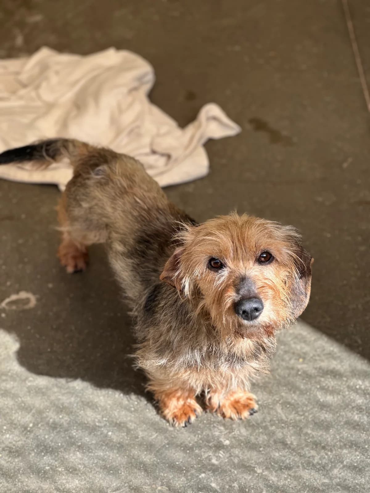 Léon, male 5yo Dachshund for adoption at APAA Trégrom