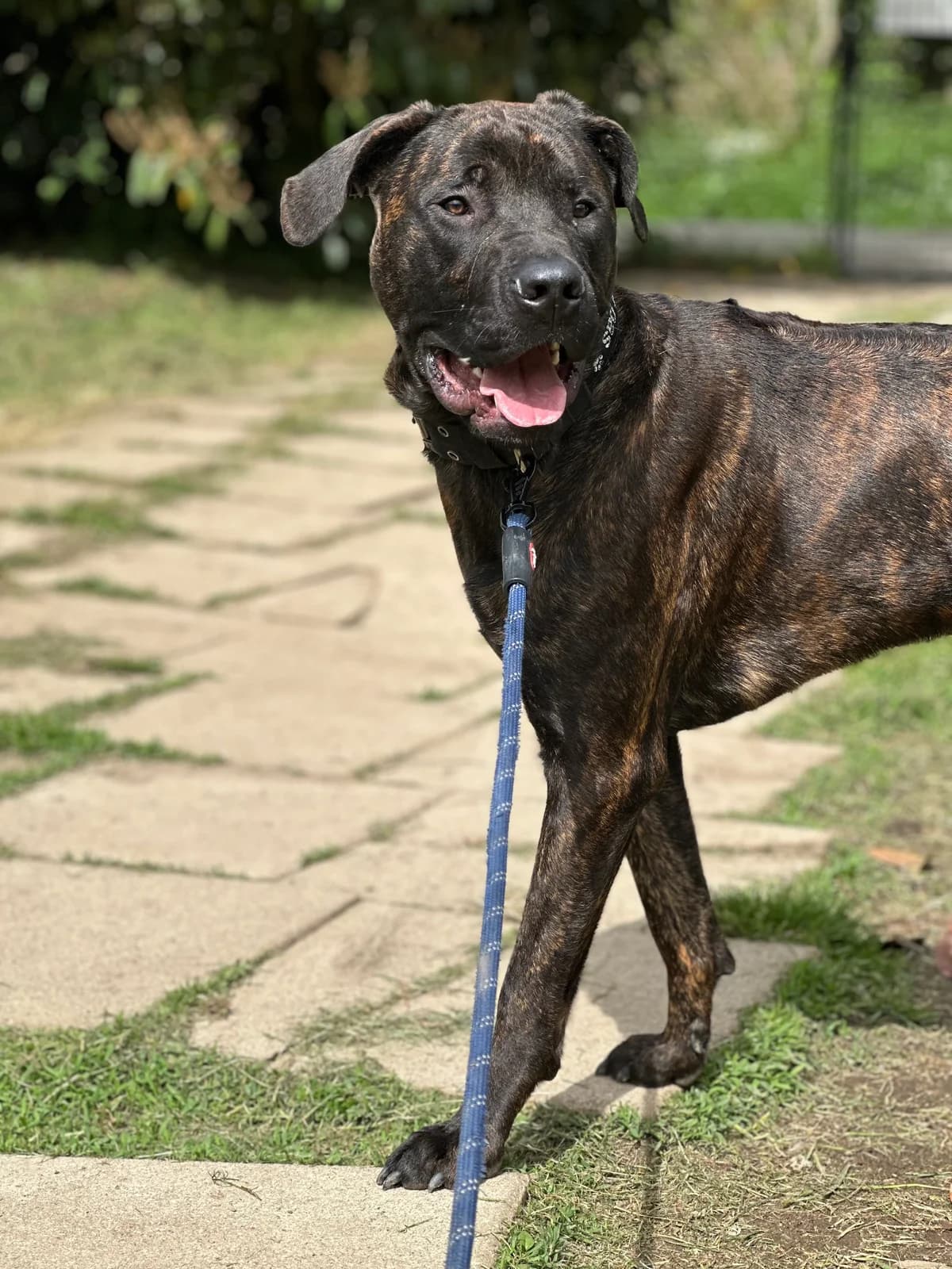 Merlin, male Mixed Breed for adoption at APAA Trégrom