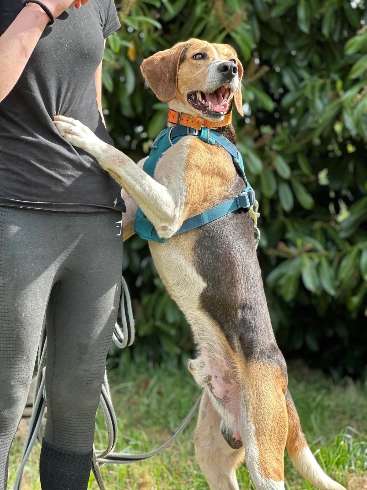 Coco, male 5yo Beagle for adoption at APAA Trégrom