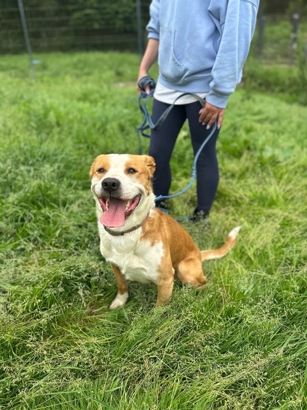 Izzo, male young Labrador Retriever for adoption at APAA Trégrom