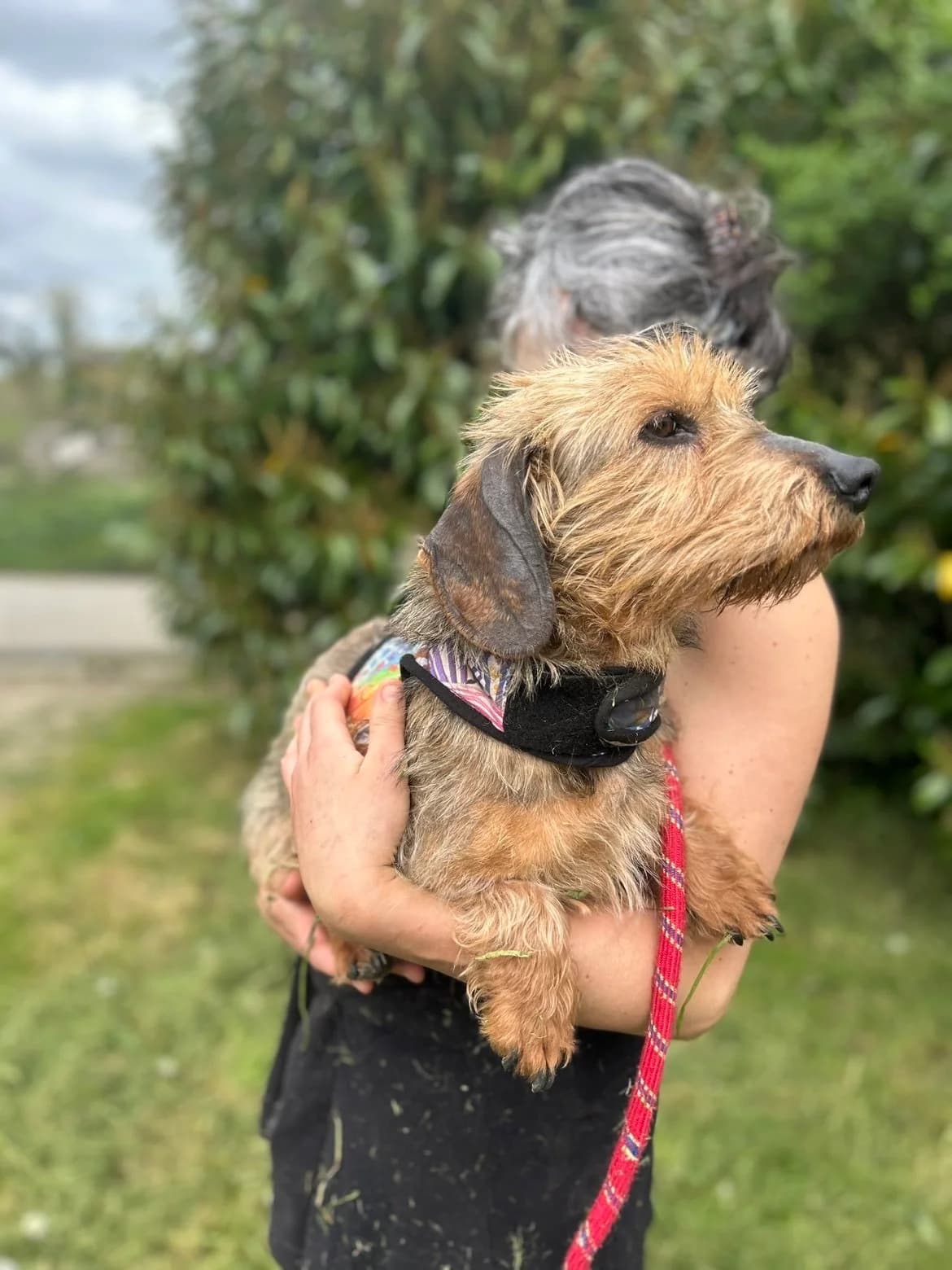 Léon, male Mixed Breed for adoption at APAA Trégrom