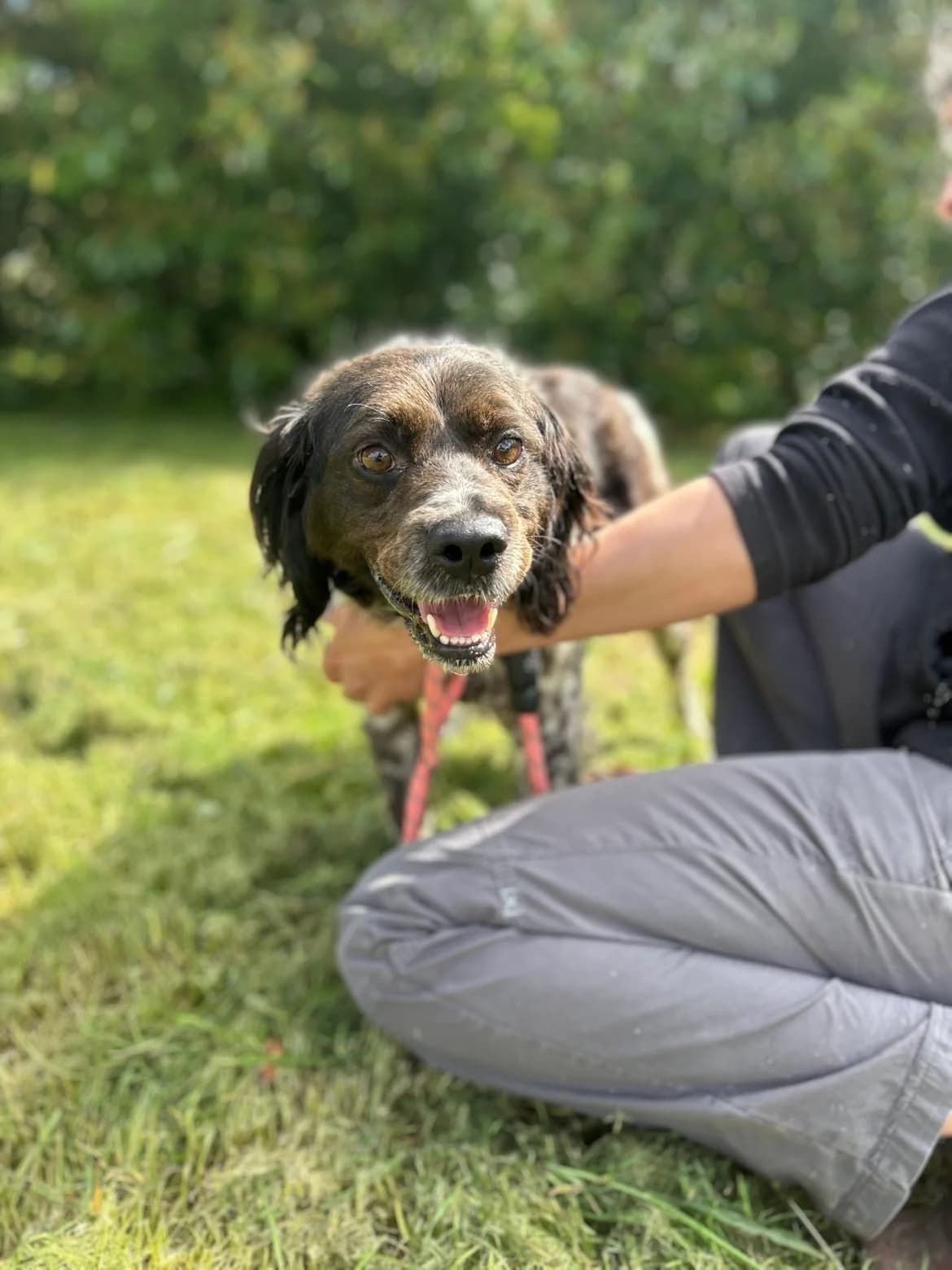 Scamp, male Brittany Spaniel for adoption at APAA Trégrom