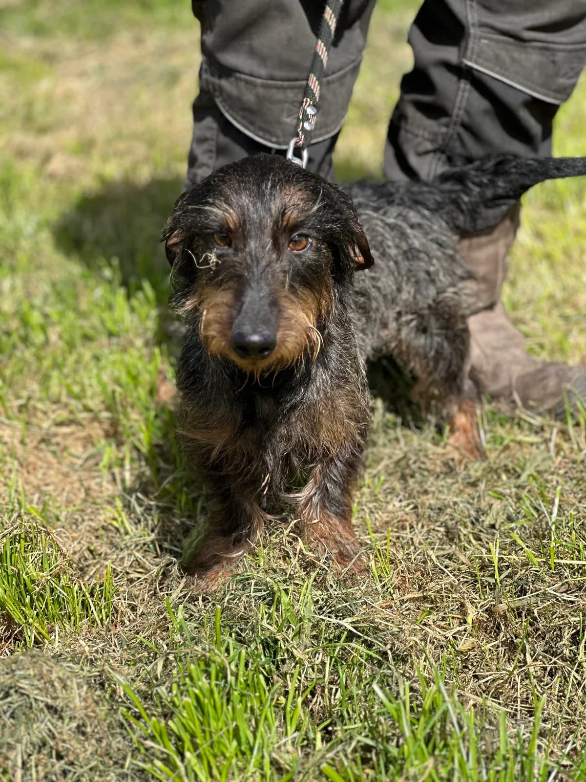 Schnapps, male 4yo Dachshund for adoption at APAA Trégrom