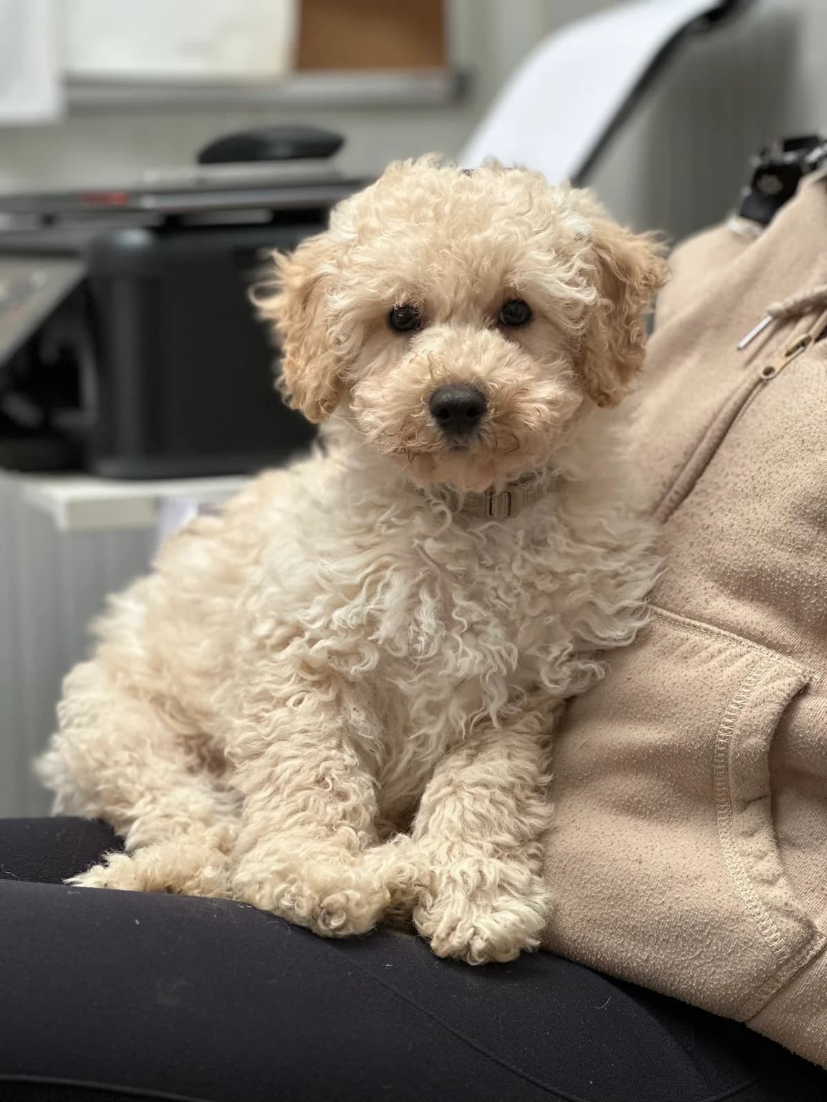 Léo, male Poodle for adoption at APAA Trégrom