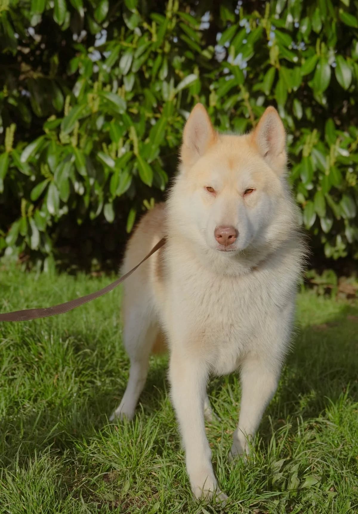 Ushi, male young Mixed Breed for adoption at APAA Trégrom