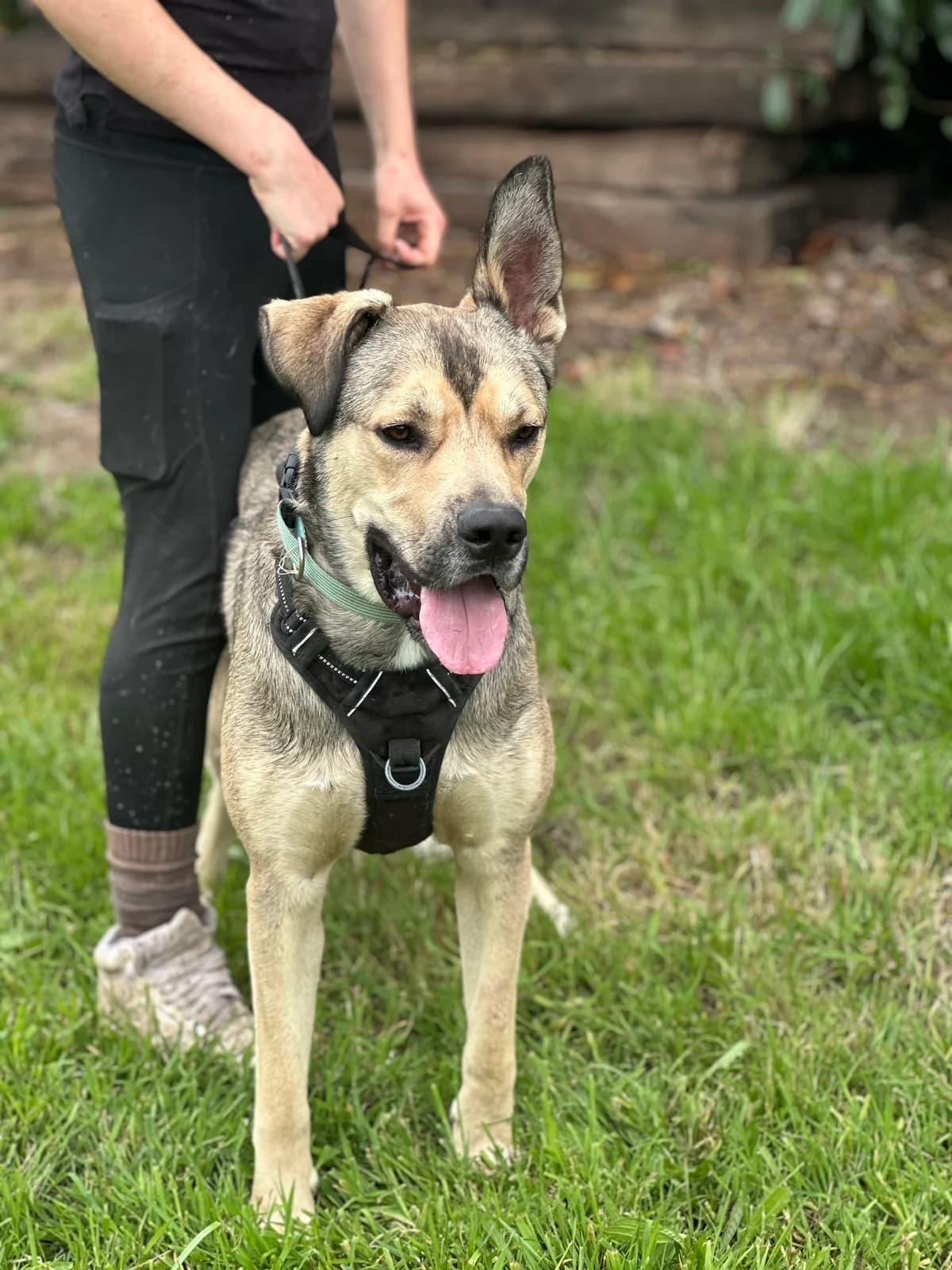 Indy, male young Mixed Breed for adoption at APAA Trégrom