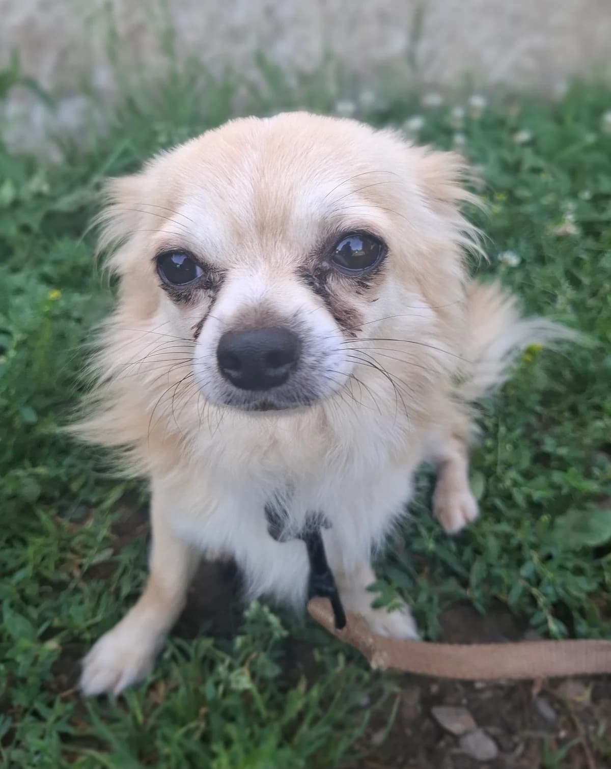Titi, male young Chihuahua for adoption at APAA Trégrom