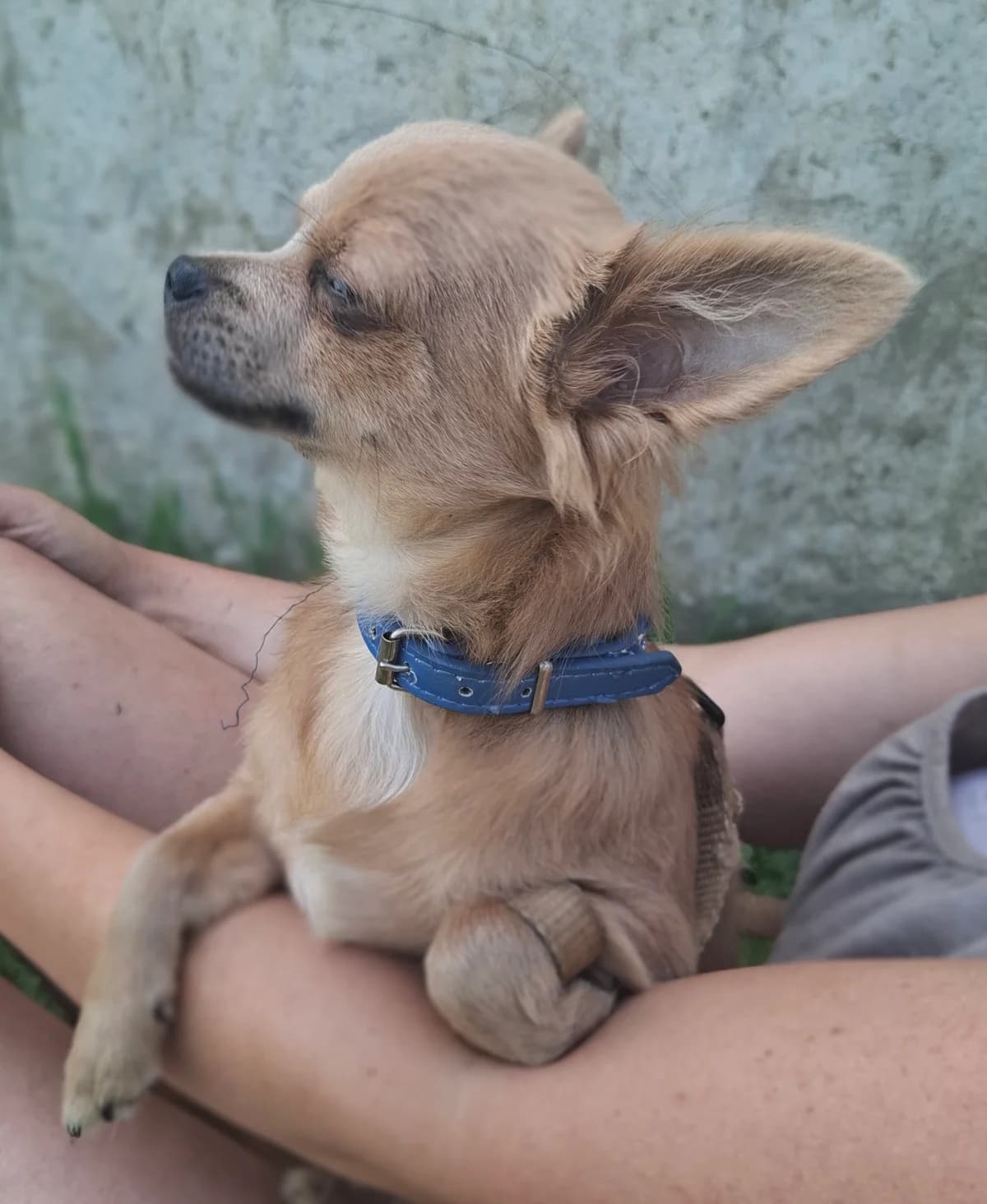 Bisous, male puppy Chihuahua for adoption at APAA Trégrom