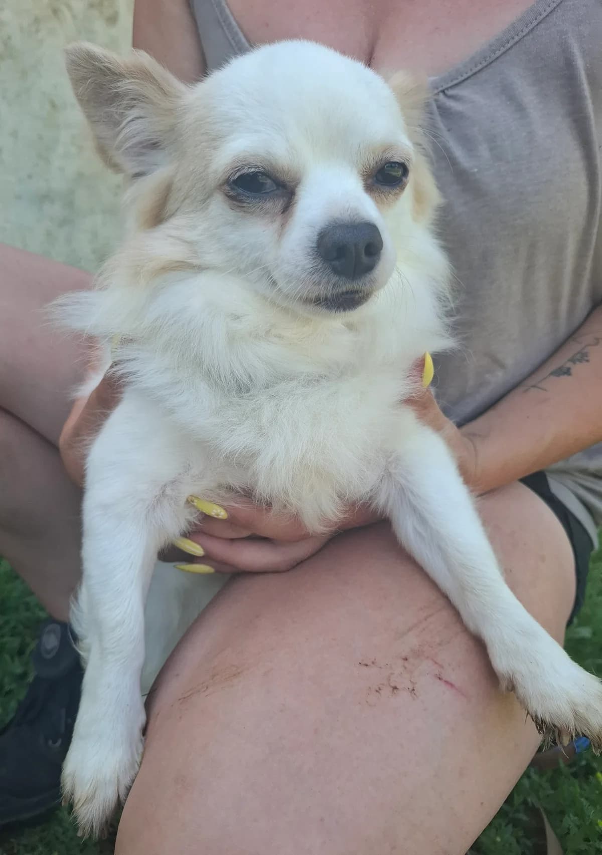 Jasper, male young Chihuahua for adoption at APAA Trégrom
