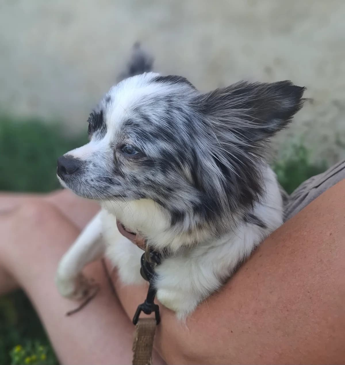 Umy, female 3yo Chihuahua for adoption at APAA Trégrom