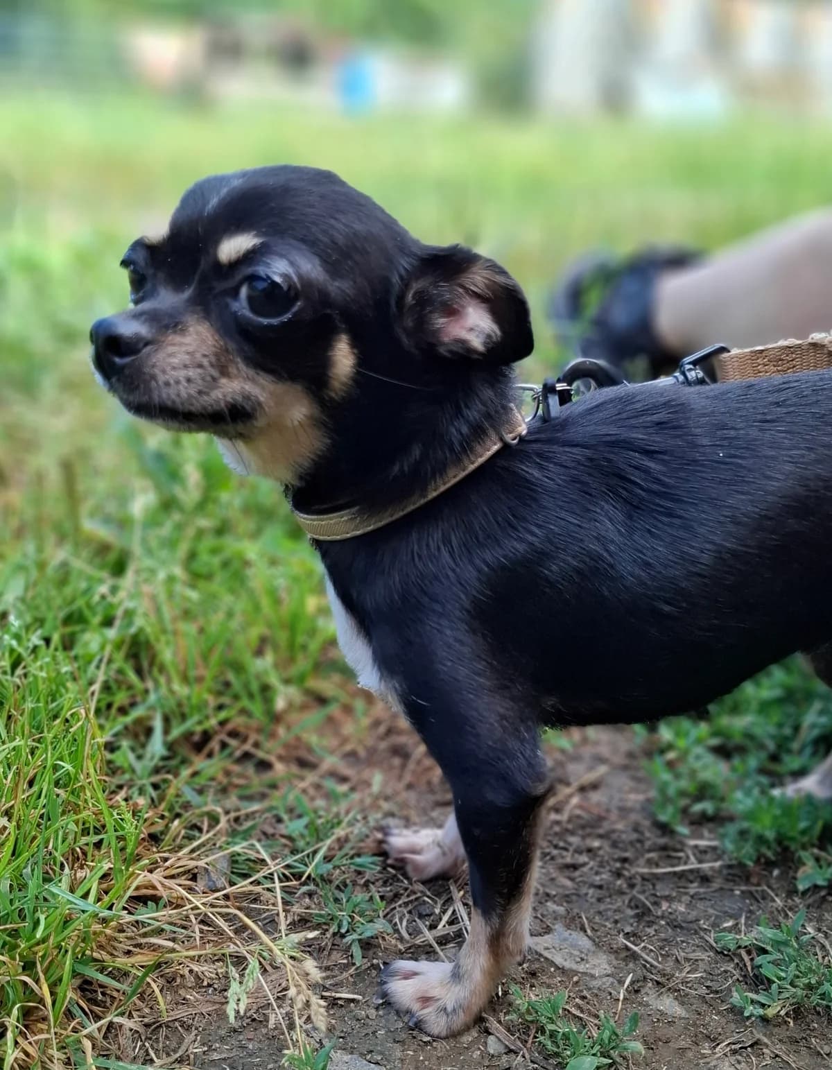 Uno, female 3yo Chihuahua for adoption at APAA Trégrom
