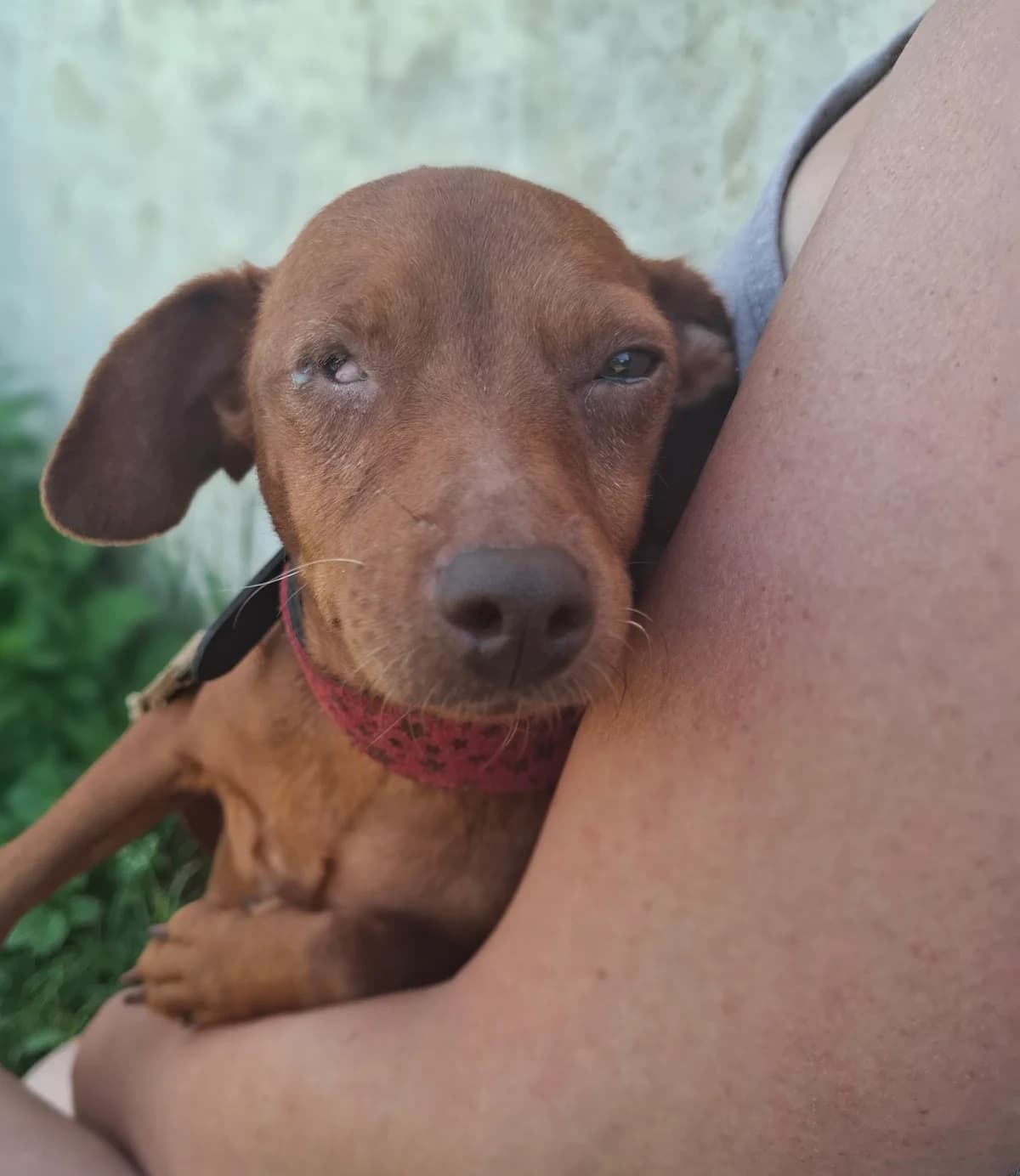 Ella, female young Dachshund for adoption at APAA Trégrom