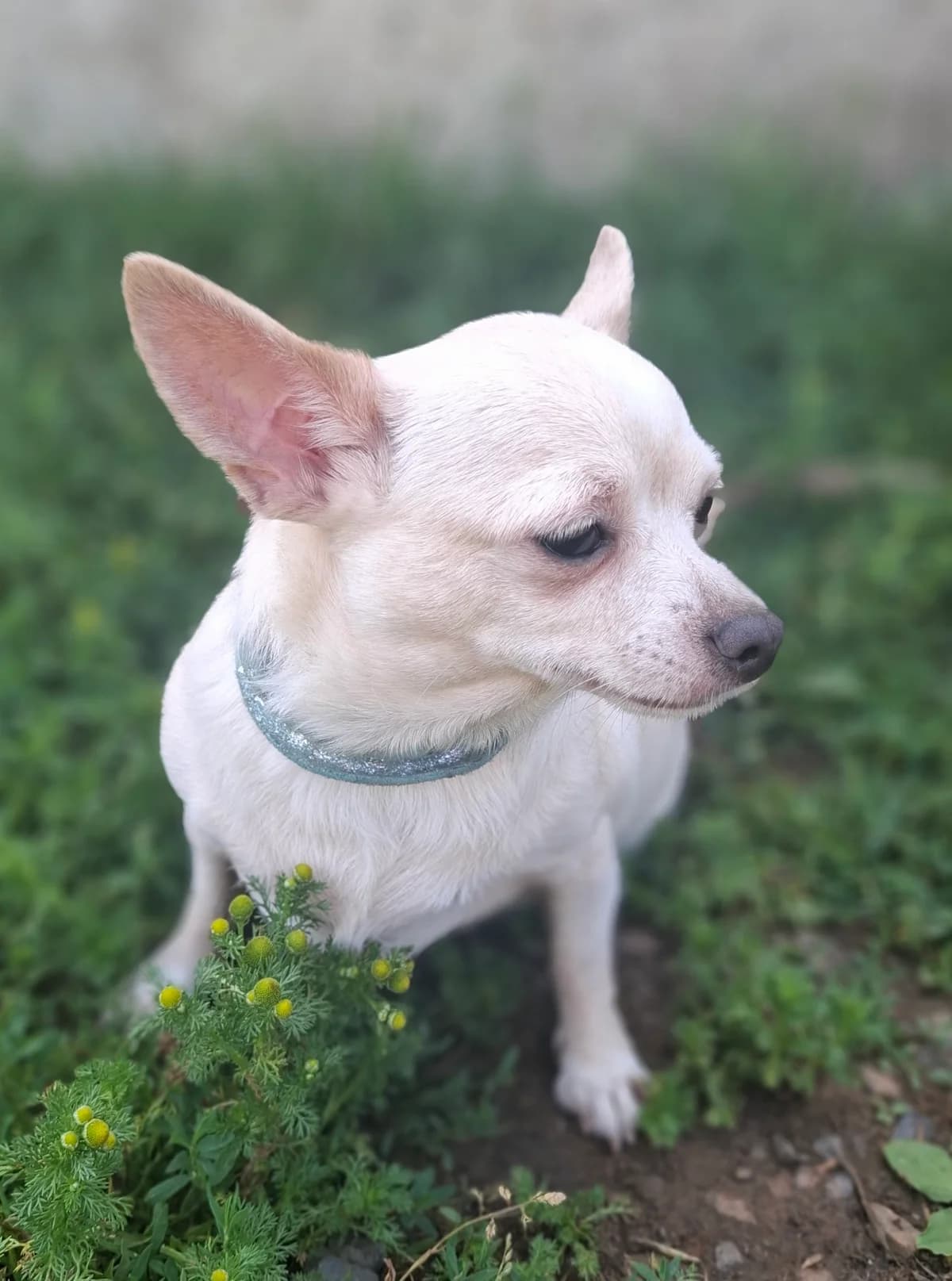 Lola, female 3yo Chihuahua for adoption at APAA Trégrom