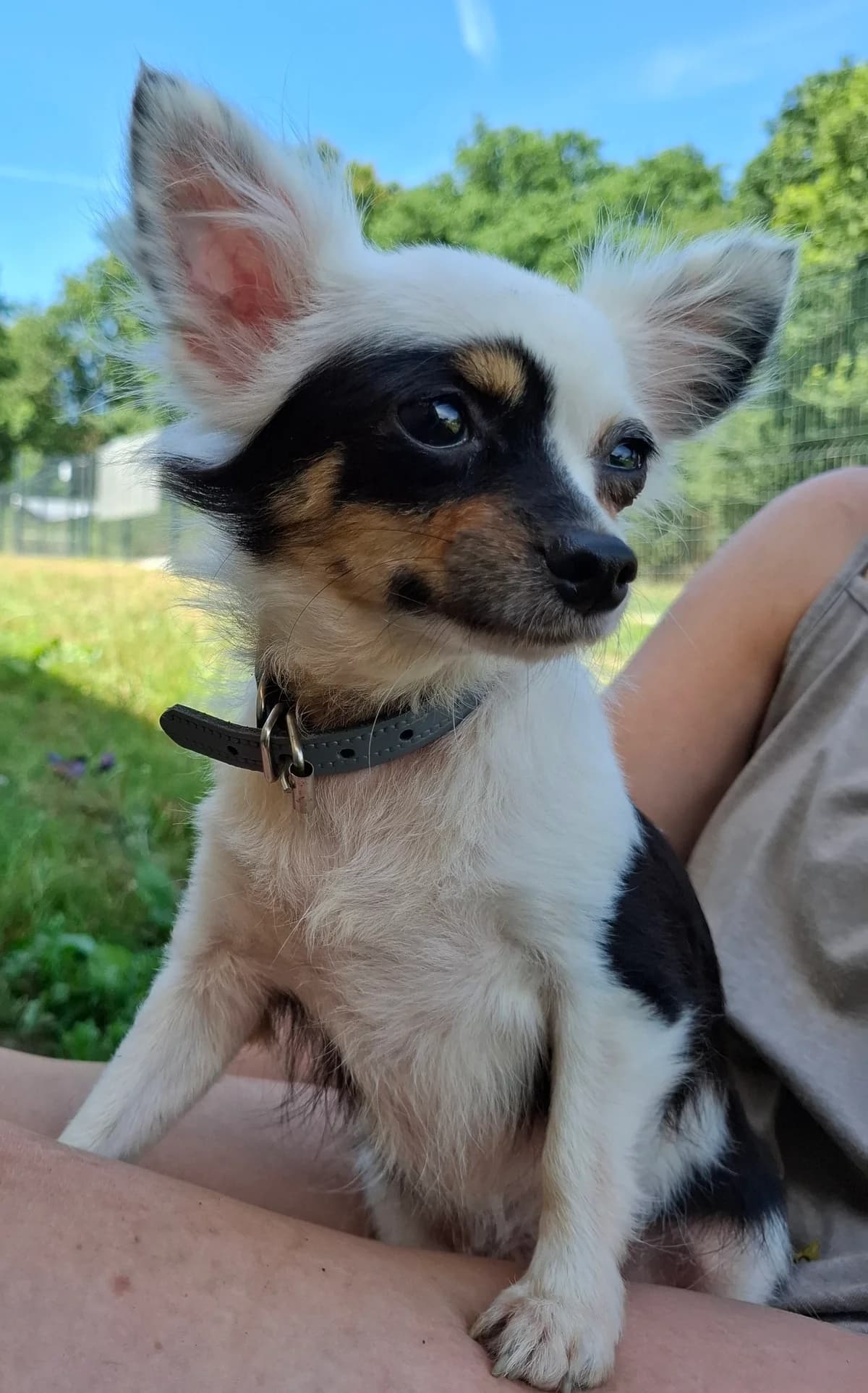 Eve, female young Chihuahua for adoption at APAA Trégrom