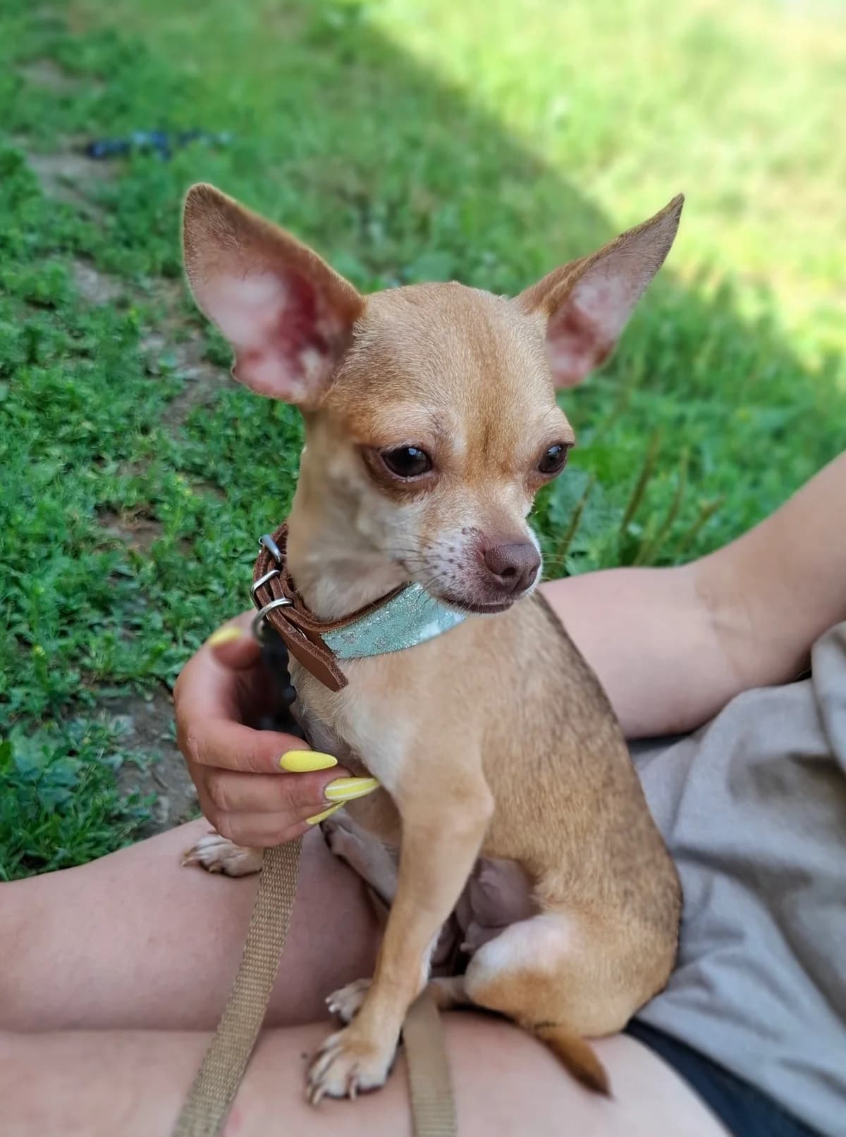 Vicky, female young Chihuahua for adoption at APAA Trégrom